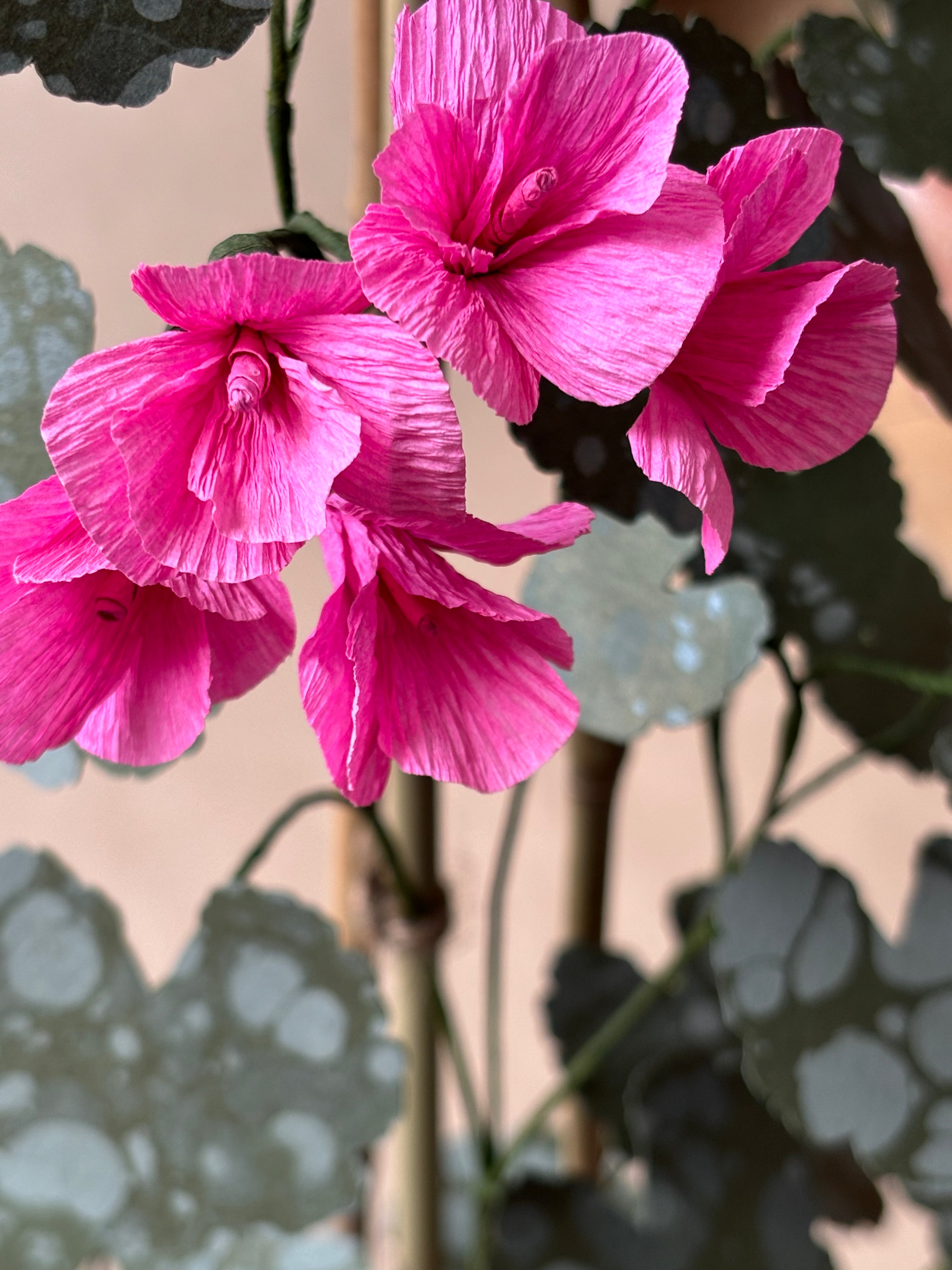 Geranium