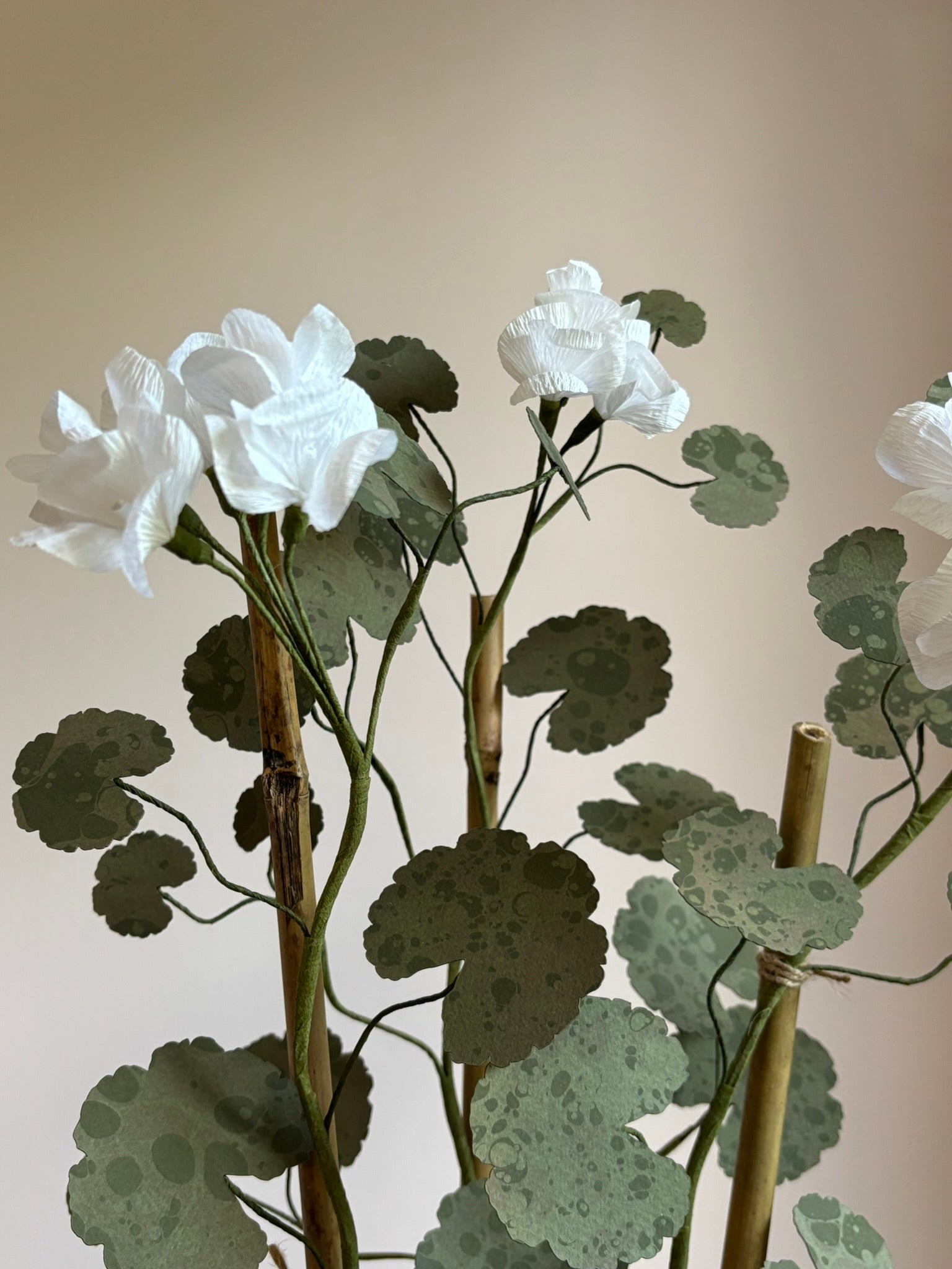 Paper Geranium