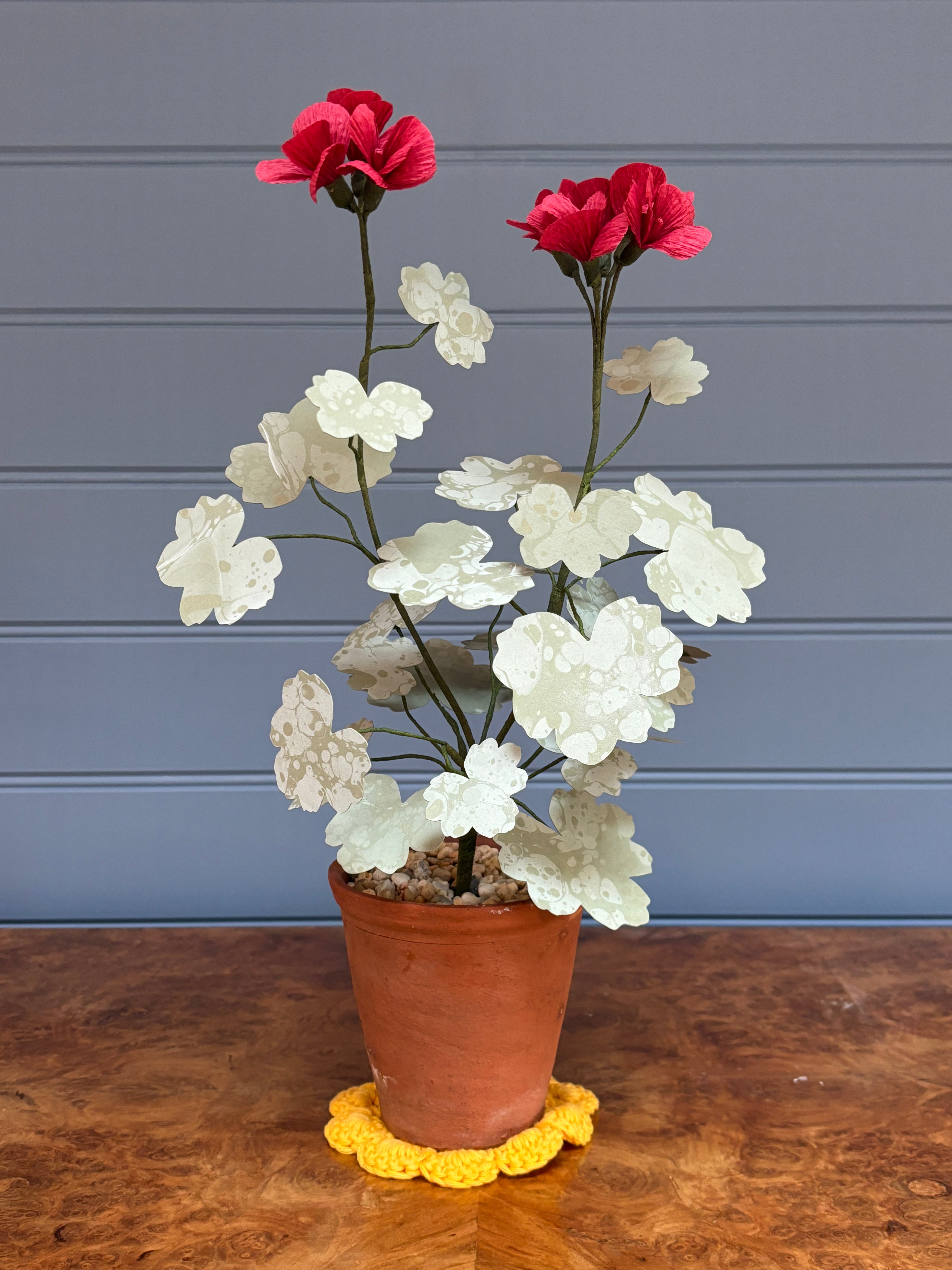 Geranium