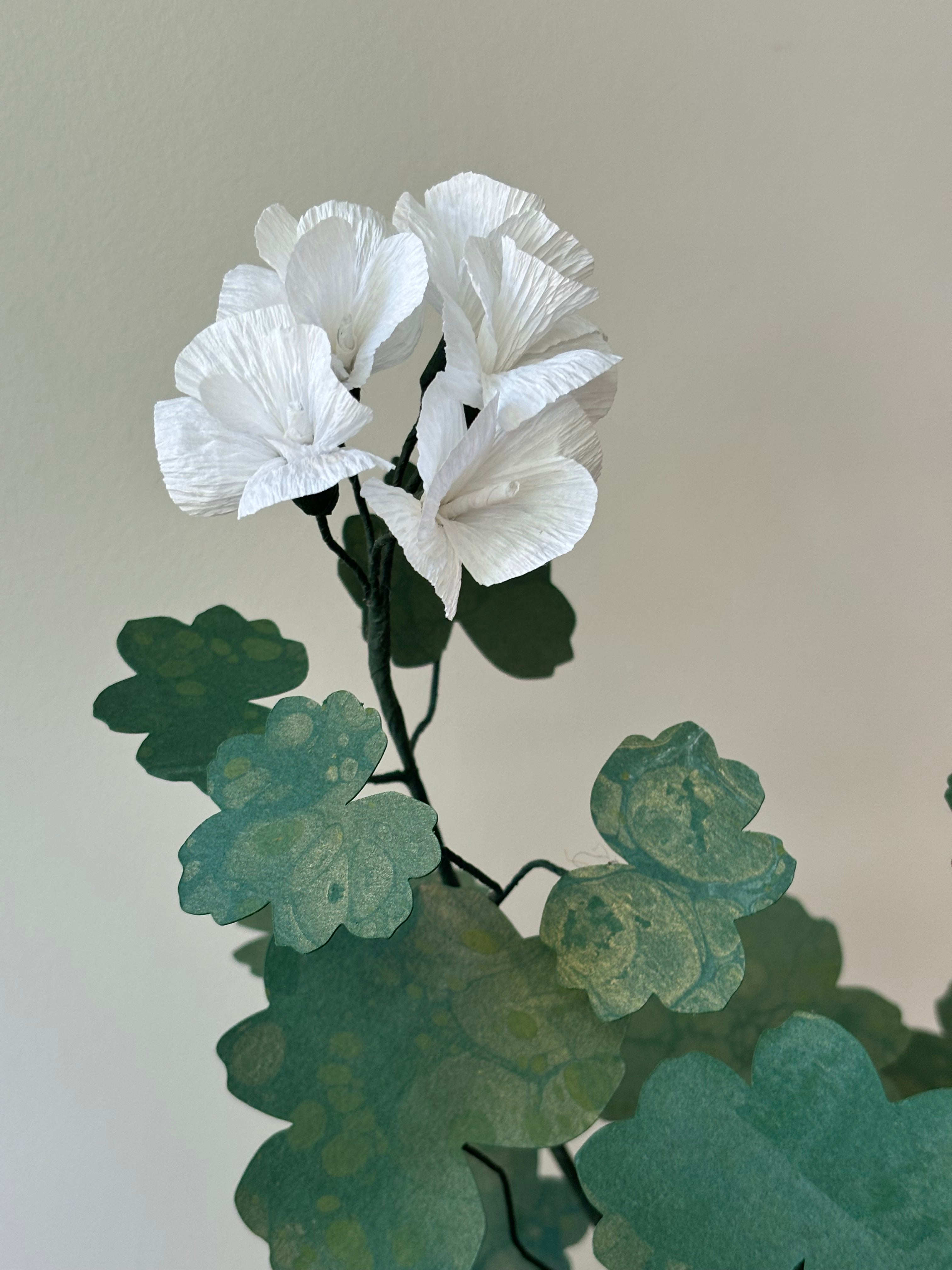 Geranium