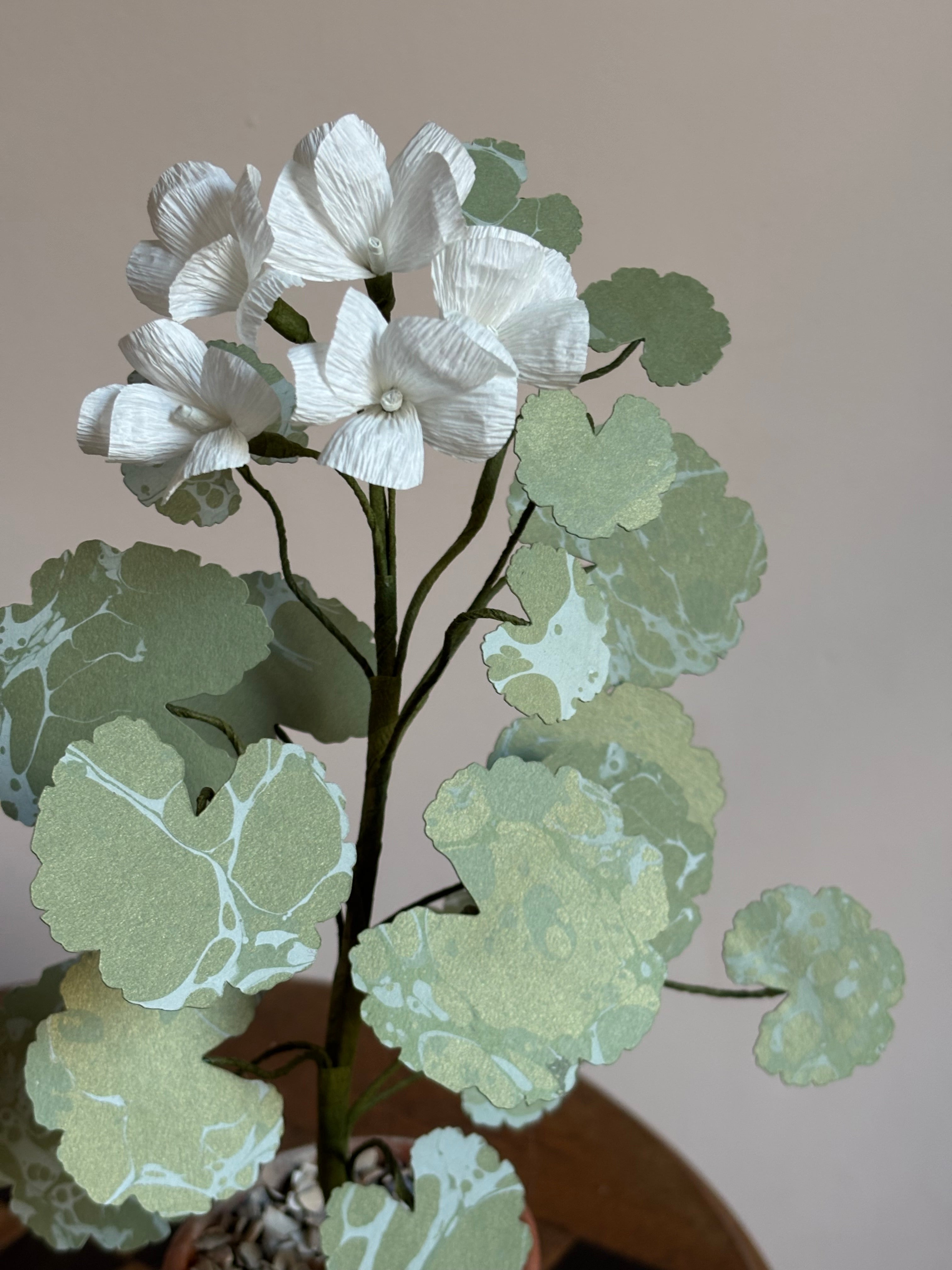 Paper Geranium