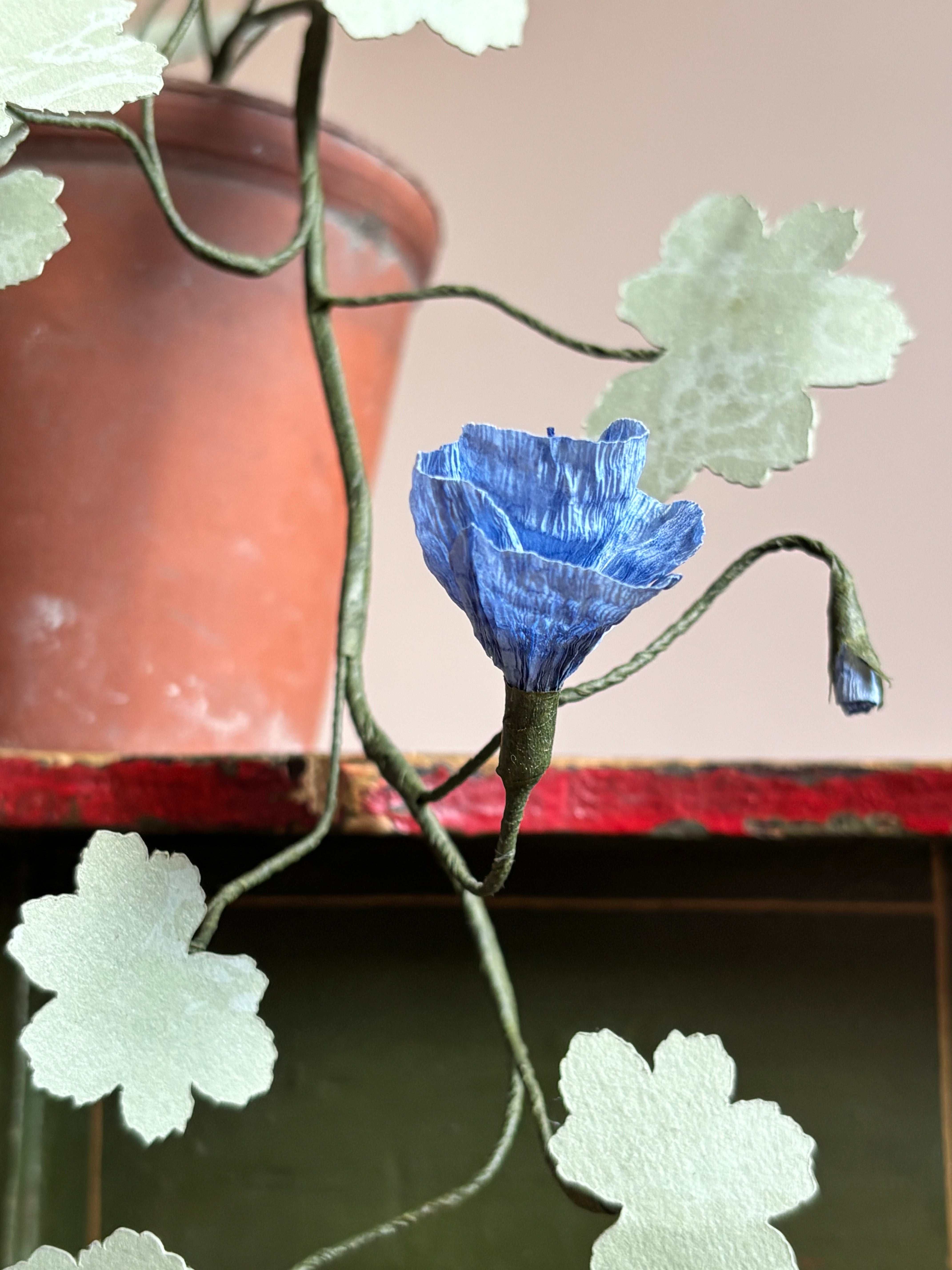 Paper hardy Geranium, trailing