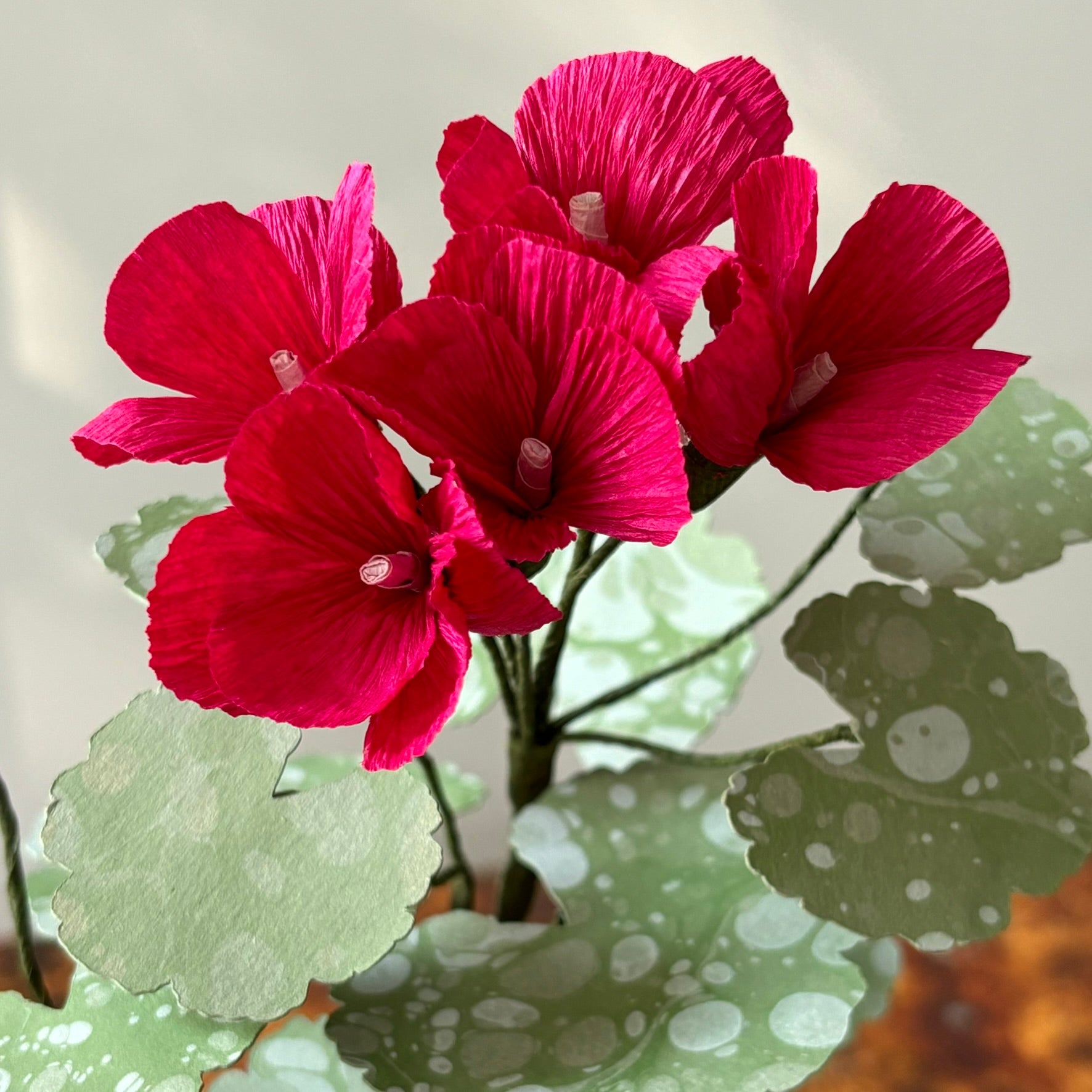 Paper Geranium