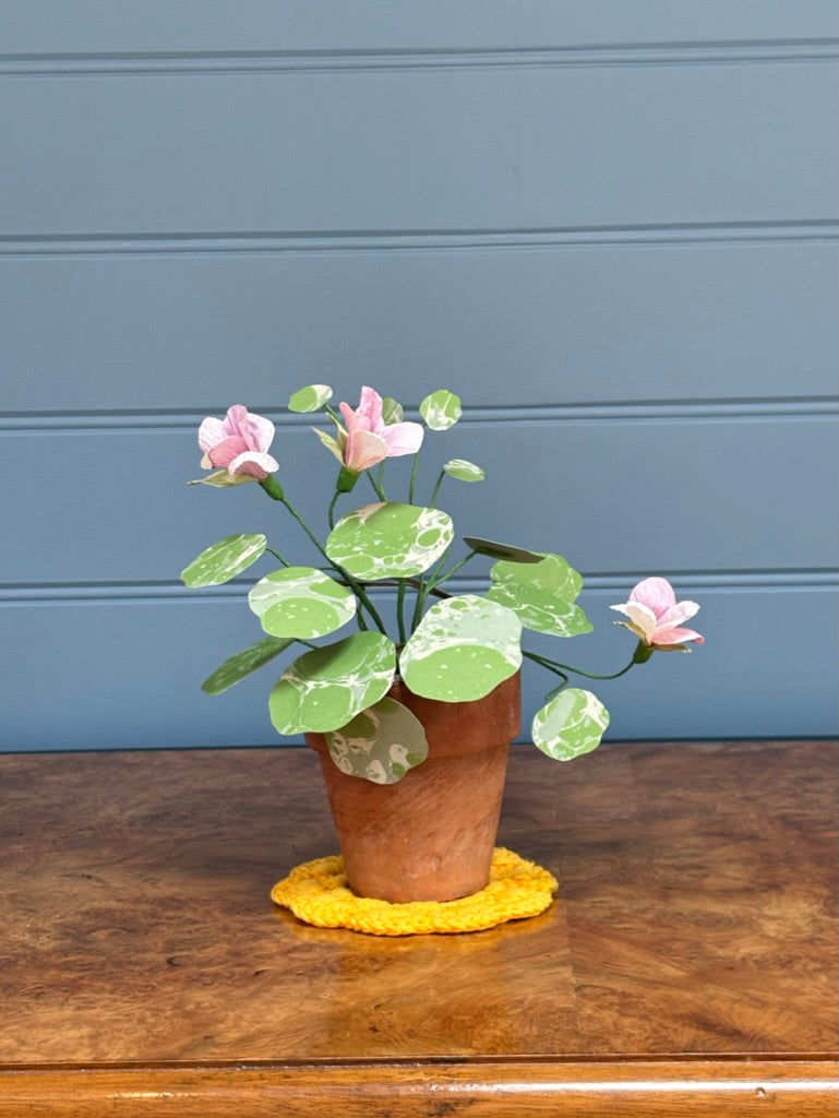 Nasturtium