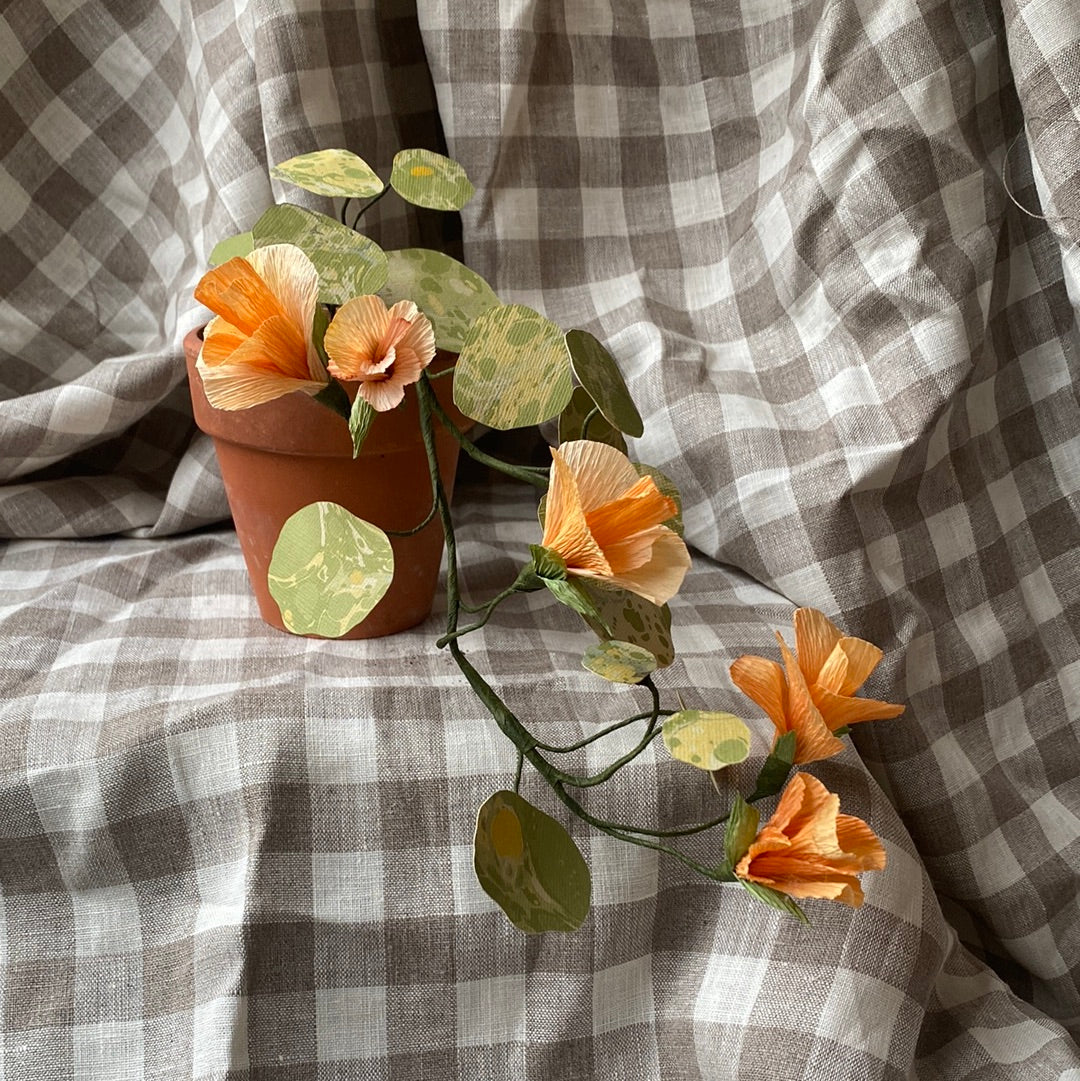 Paper Nasturtium