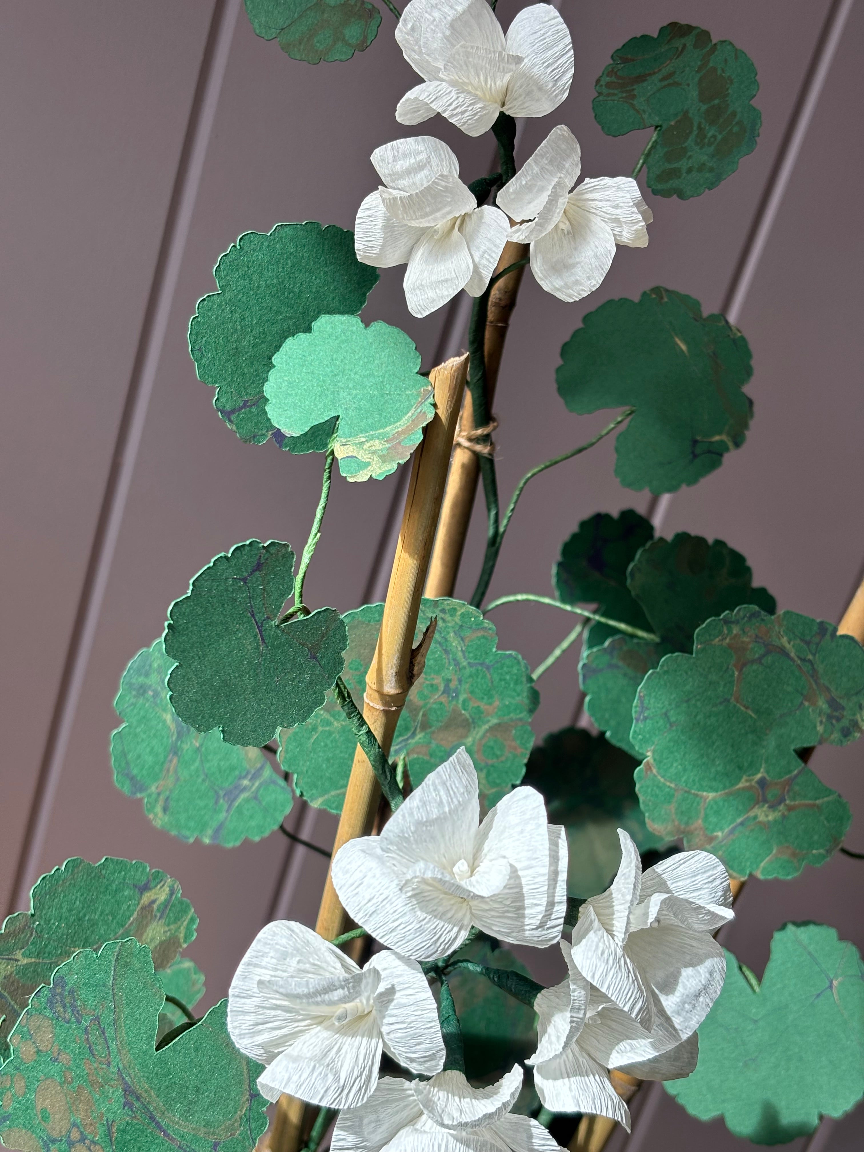 Paper geranium