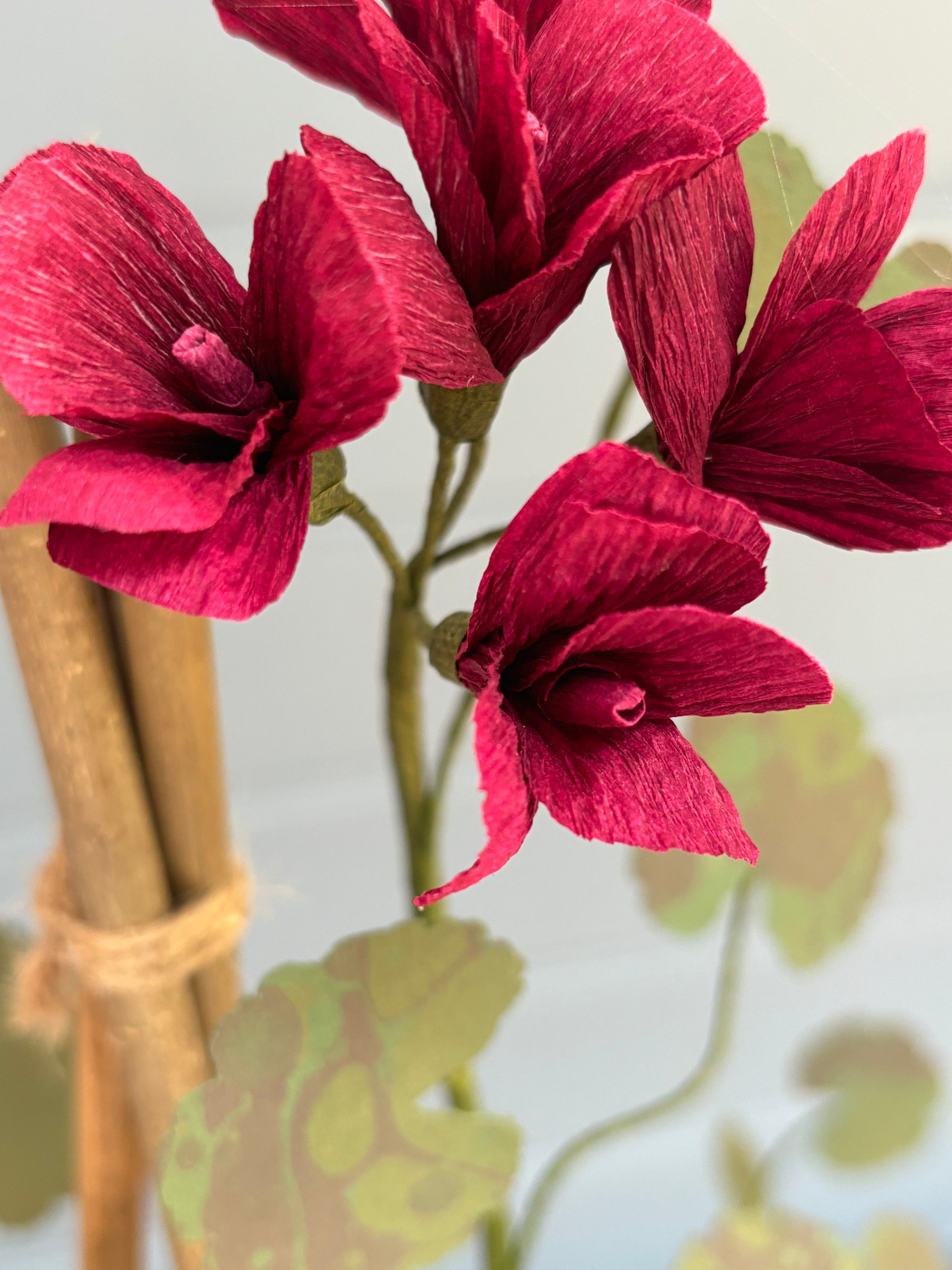 Geranium