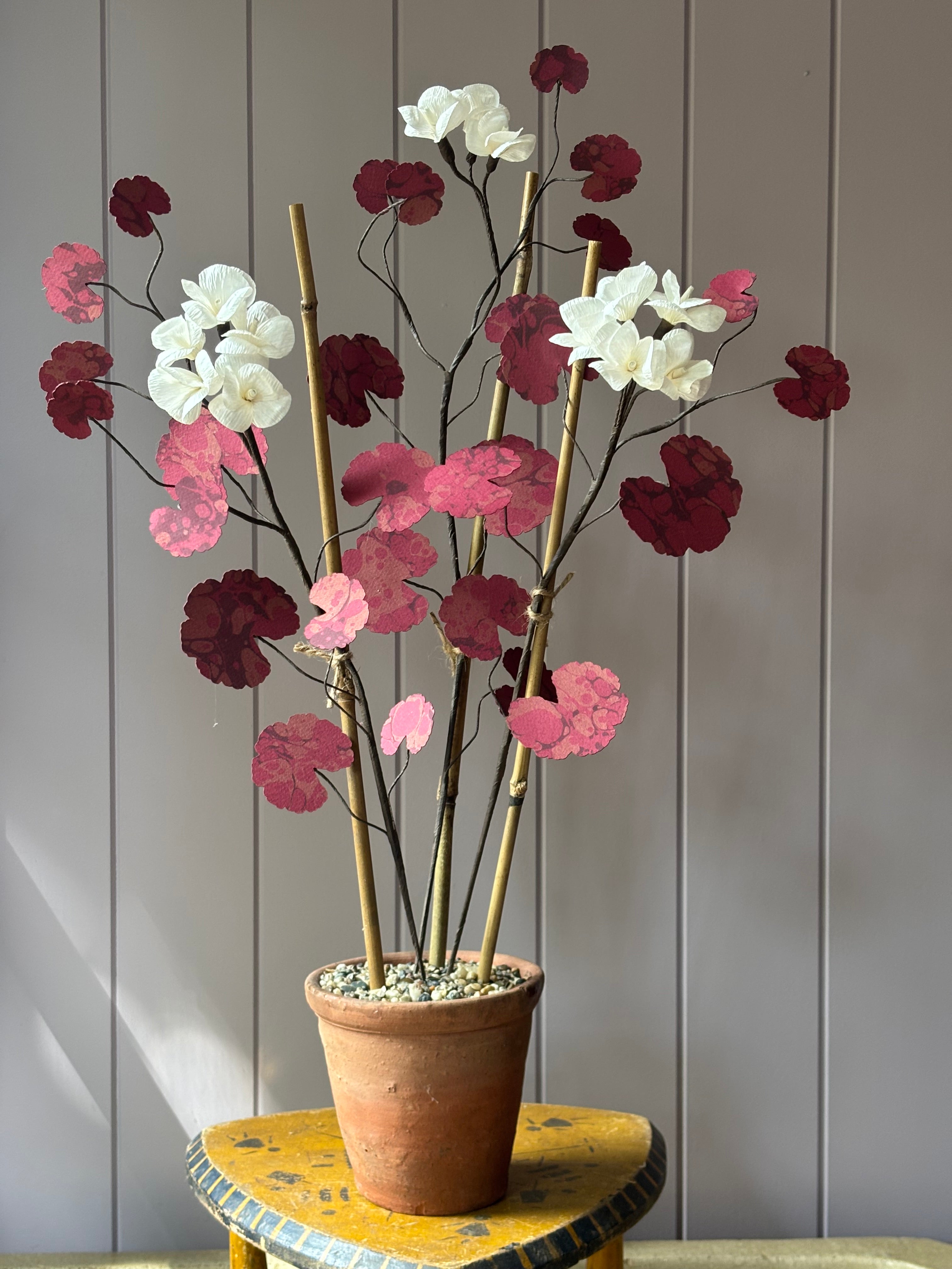 Paper geranium