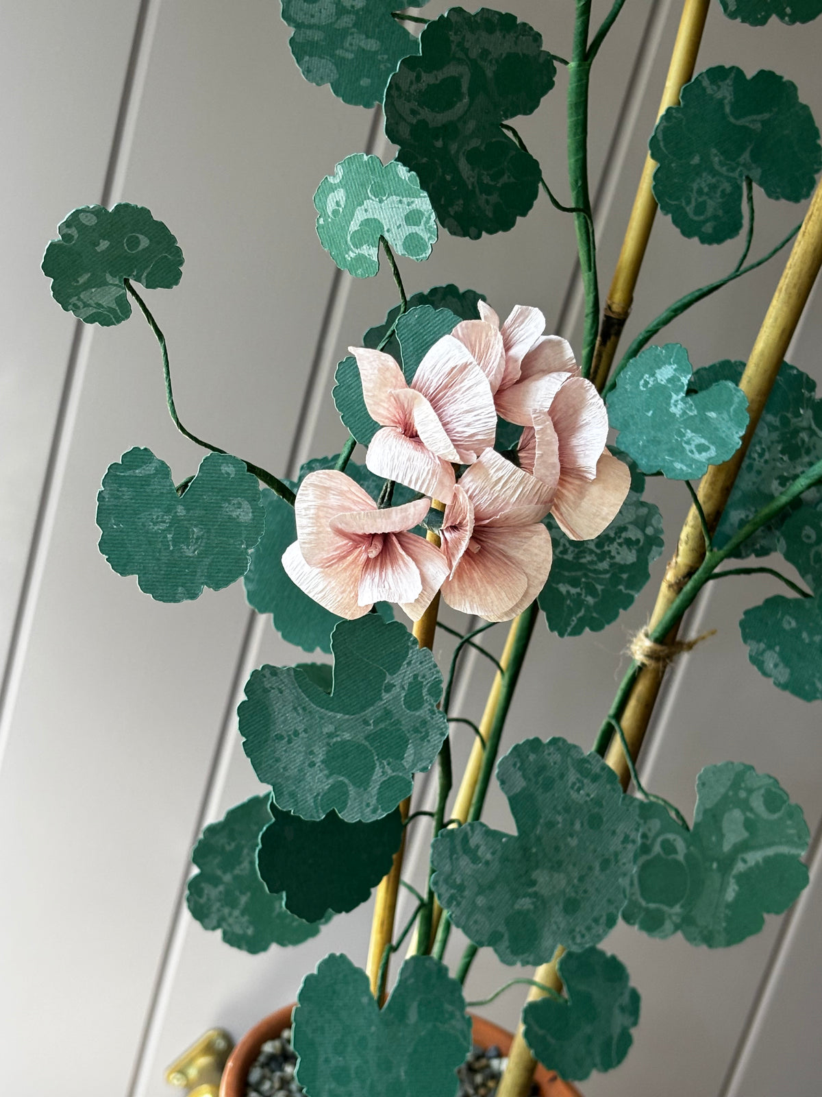 Paper geranium