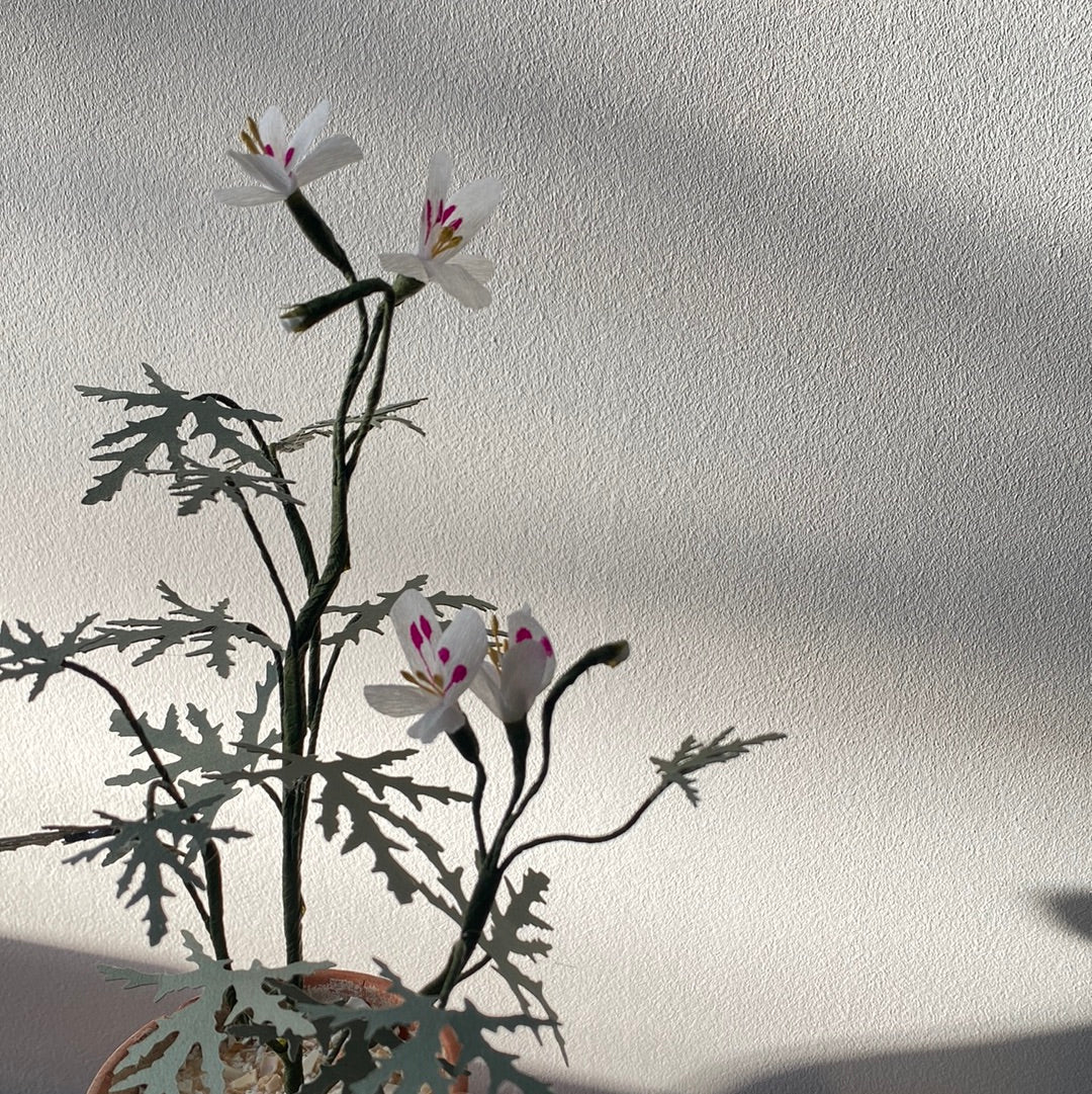Paper Geranium