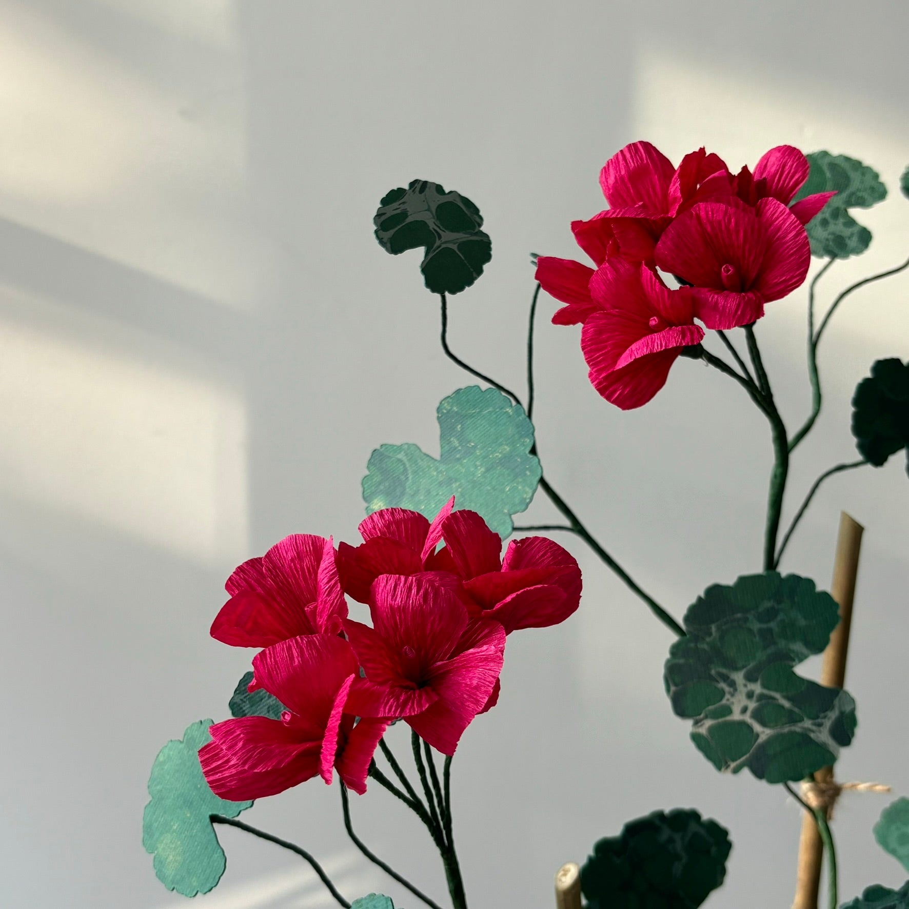 Paper Geranium