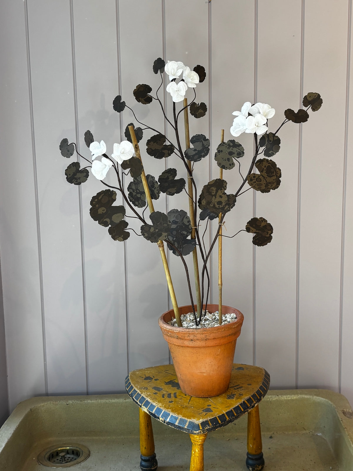 Paper geranium