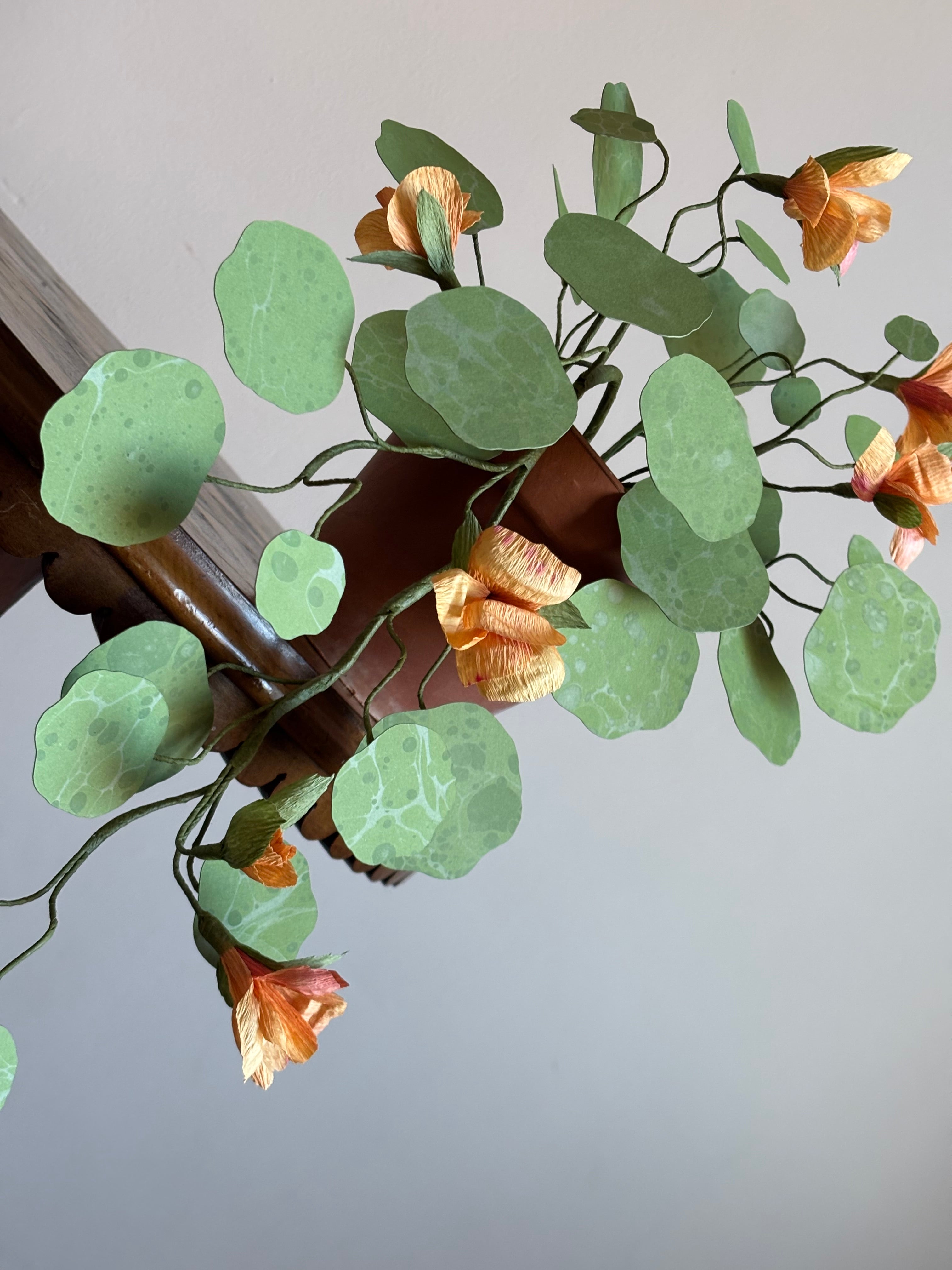 Nasturtium, trailing