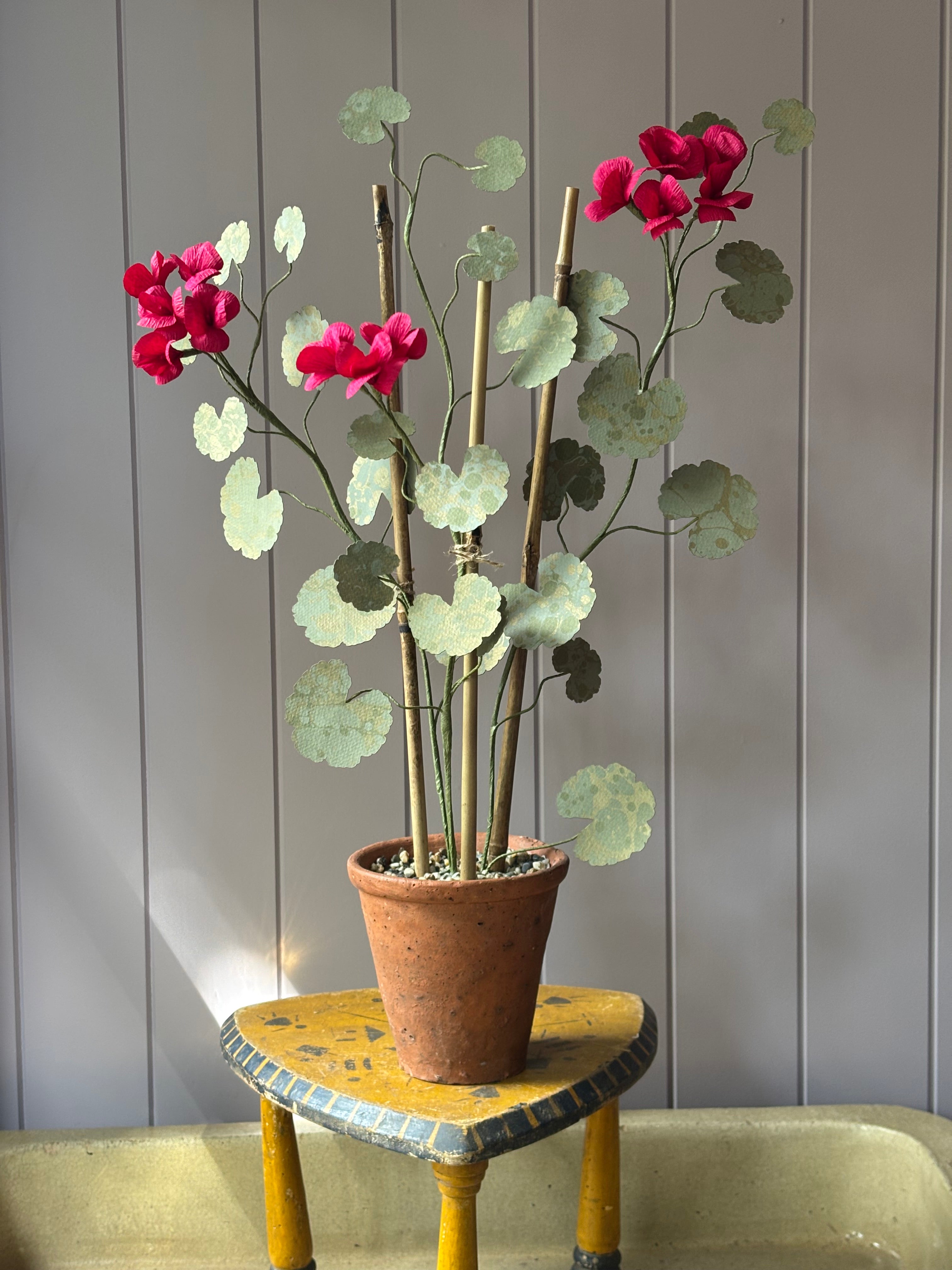 Paper geranium