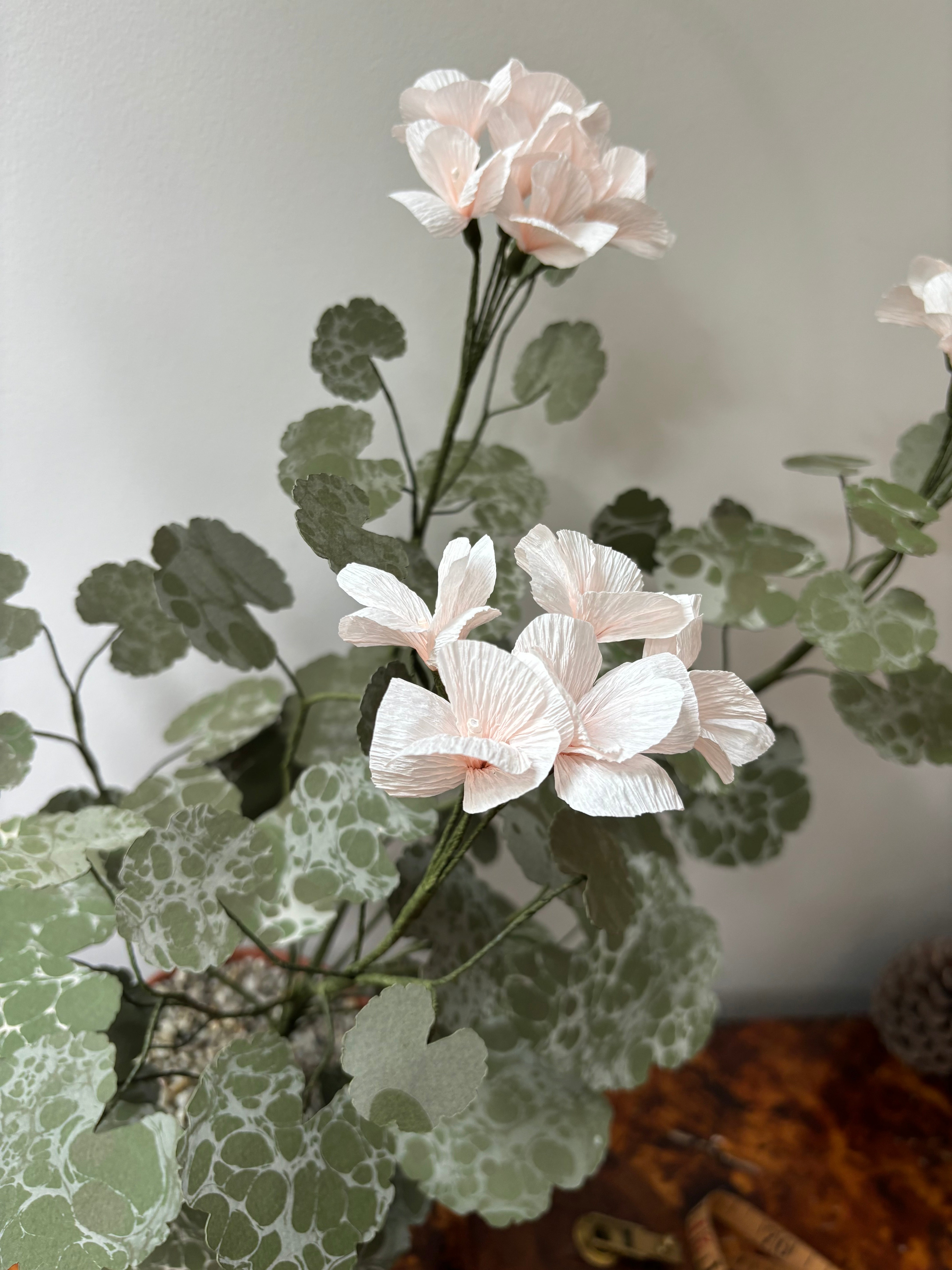 Geranium