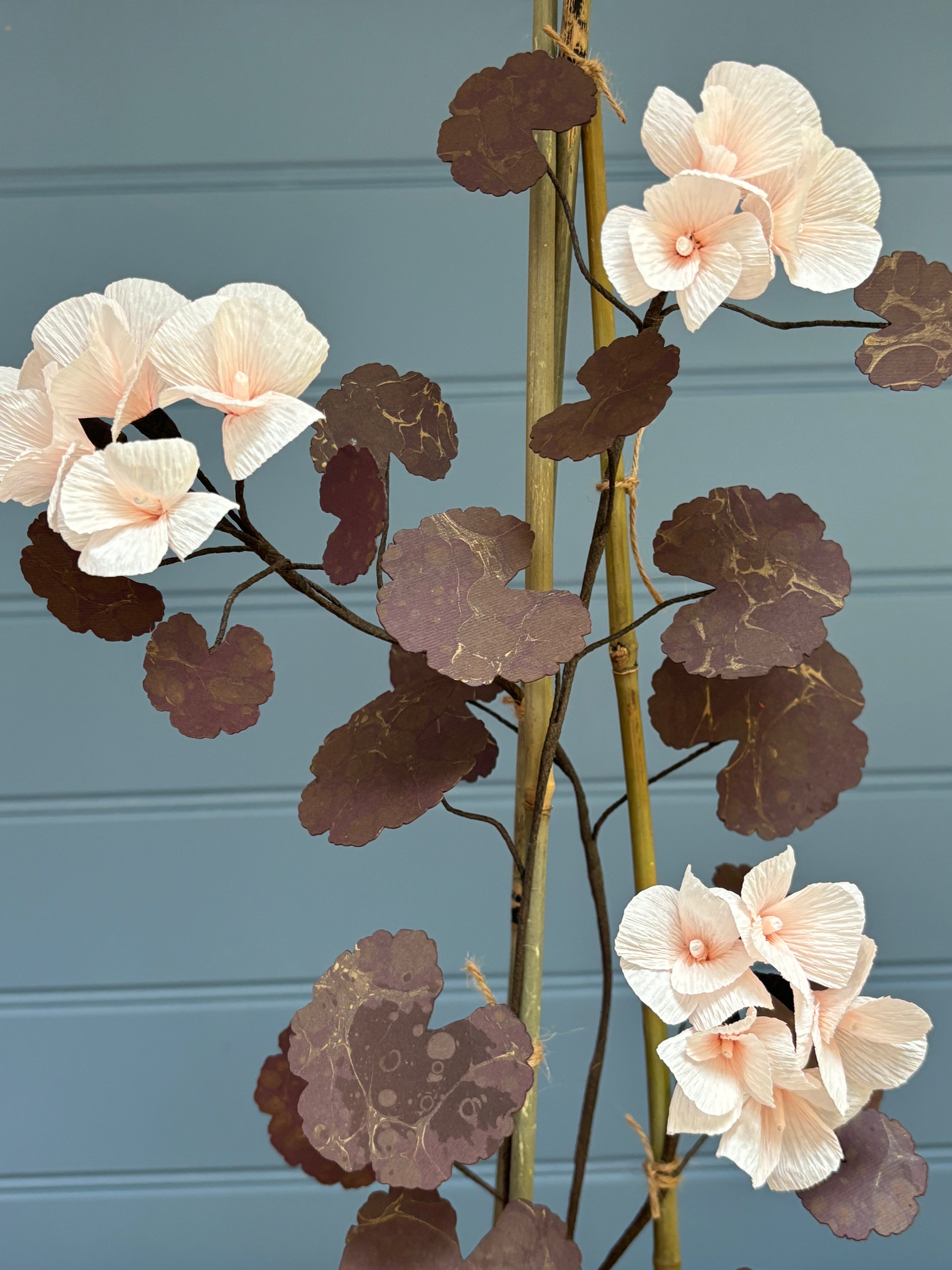 Geranium
