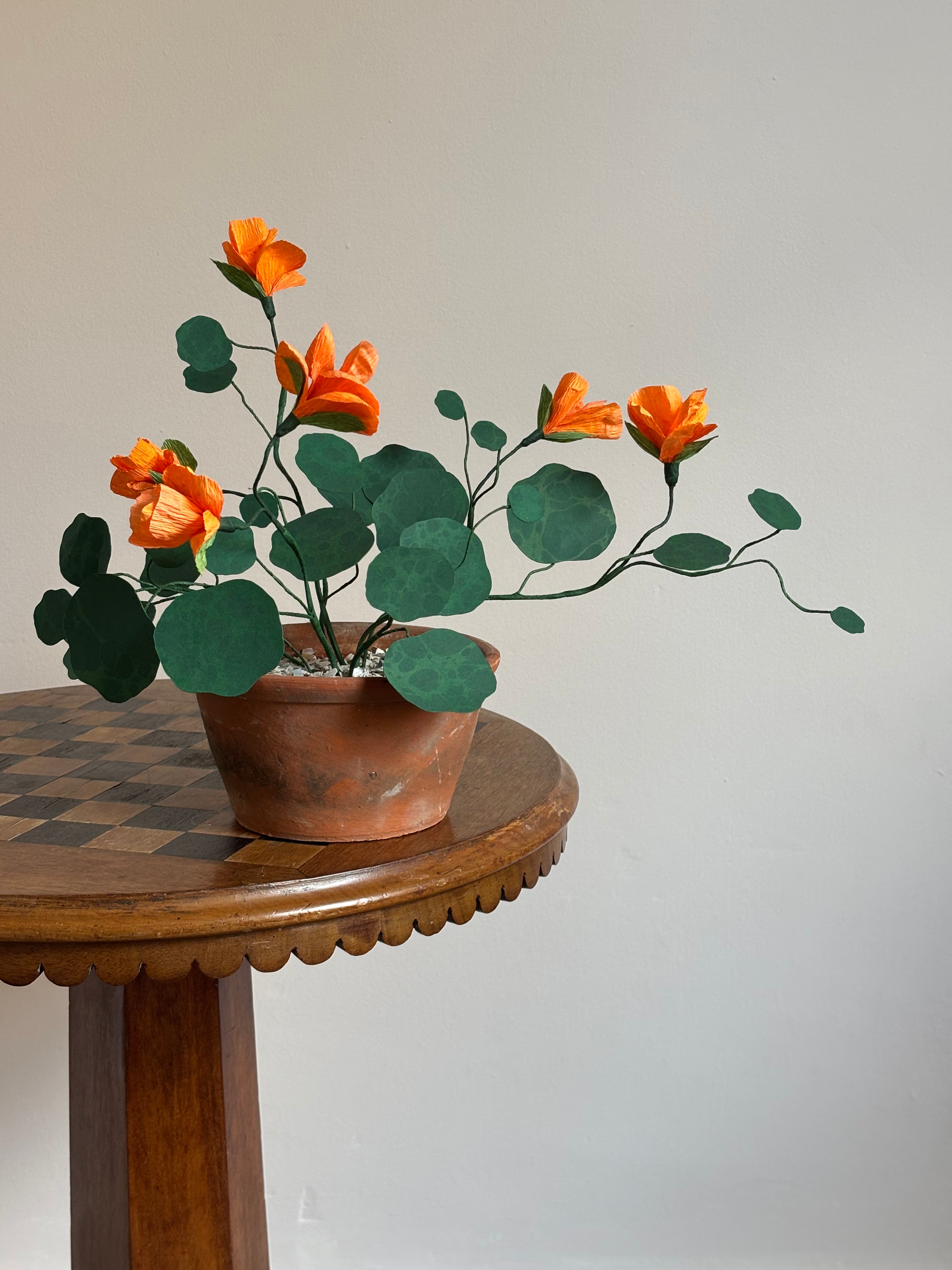 Nasturtium, trailing