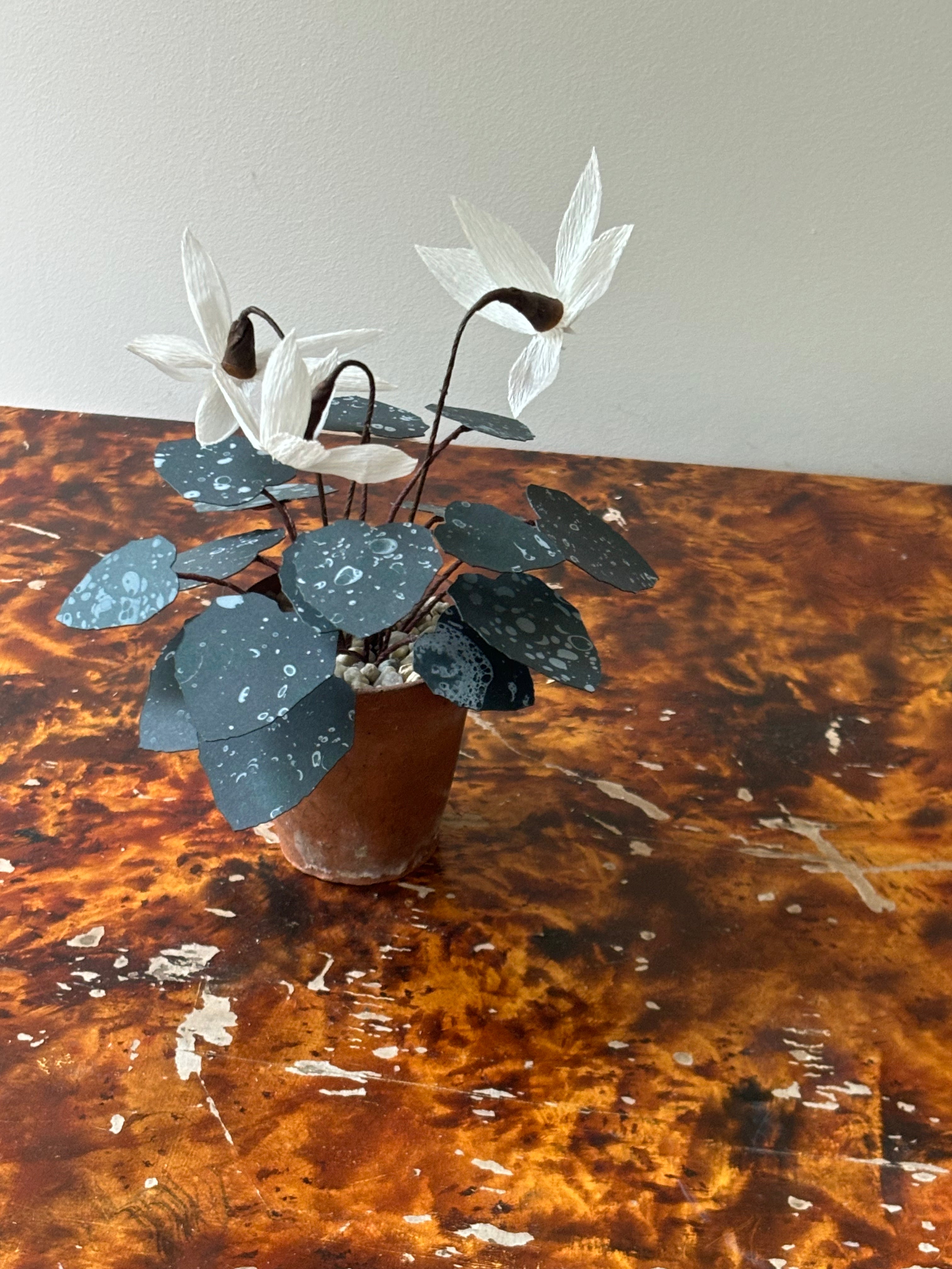 Cyclamen 1