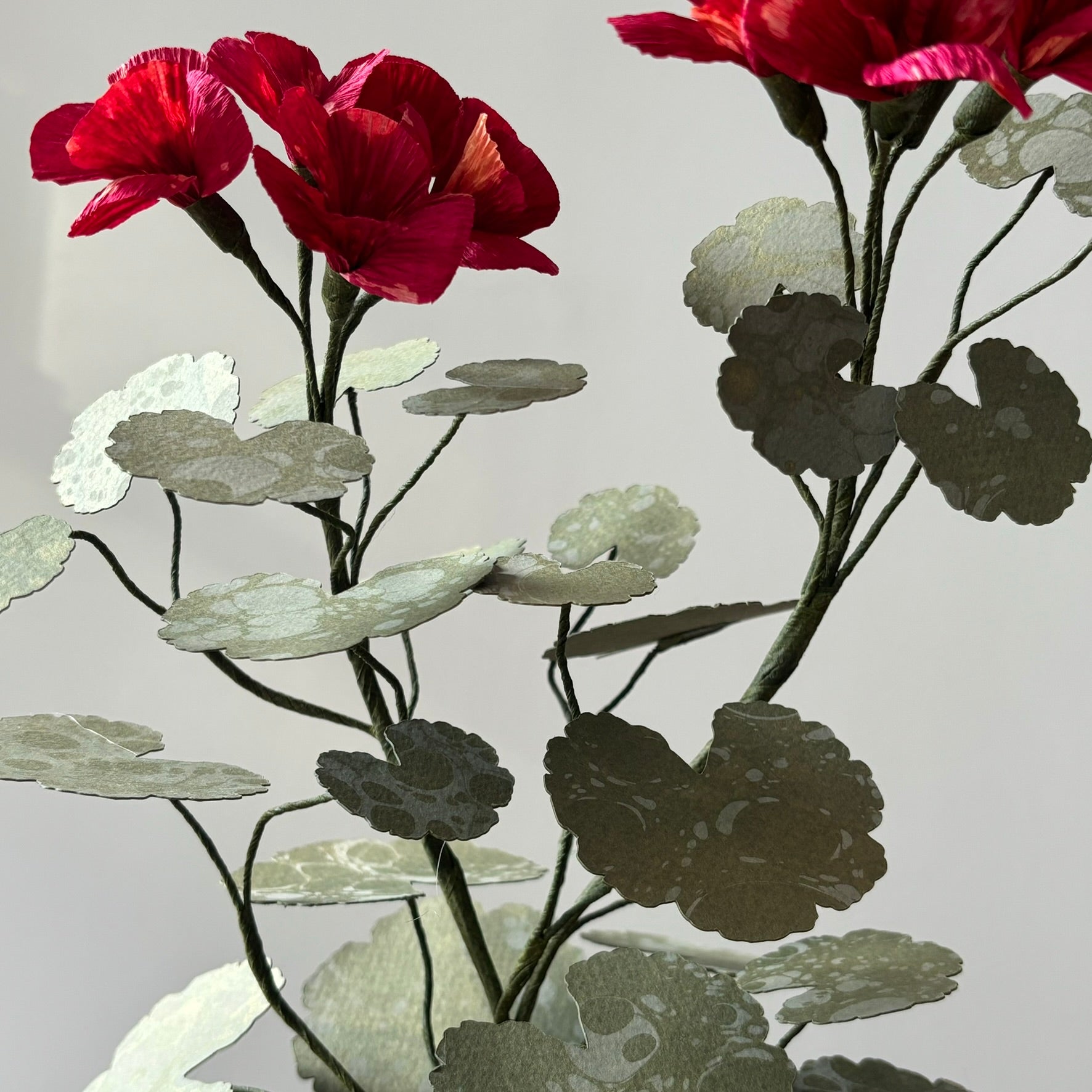 Paper Geranium