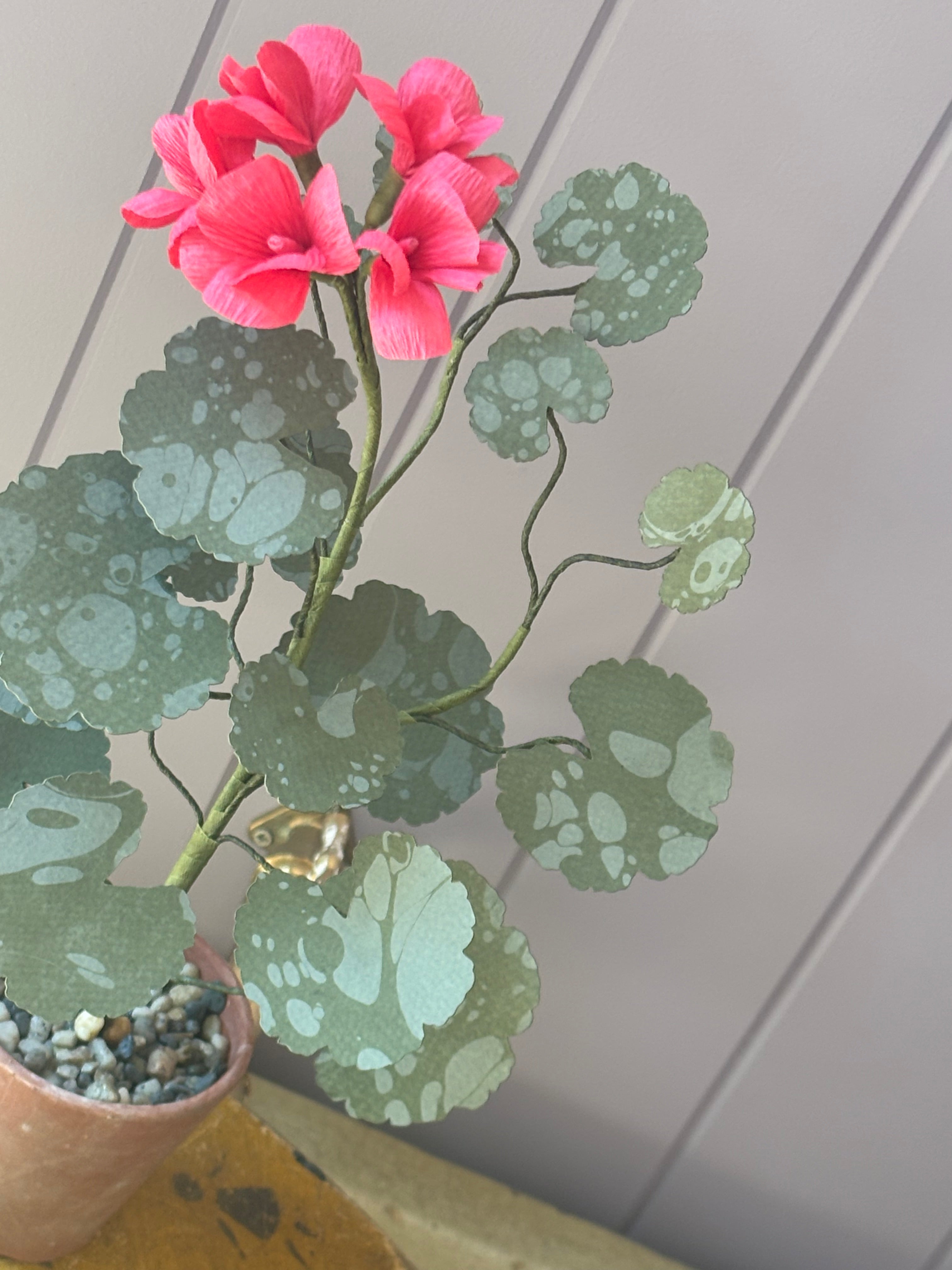 Paper geranium