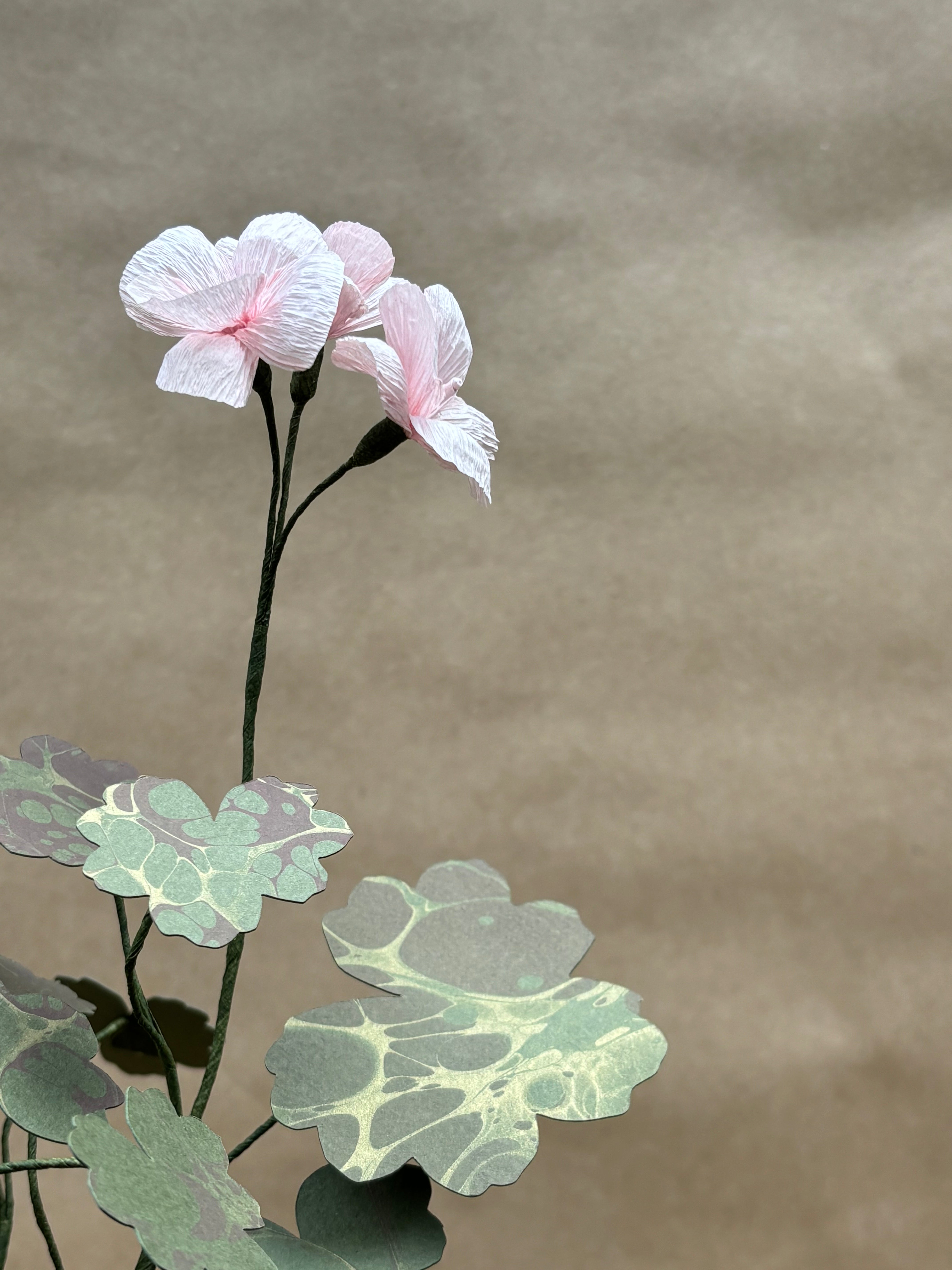 Paper Geranium