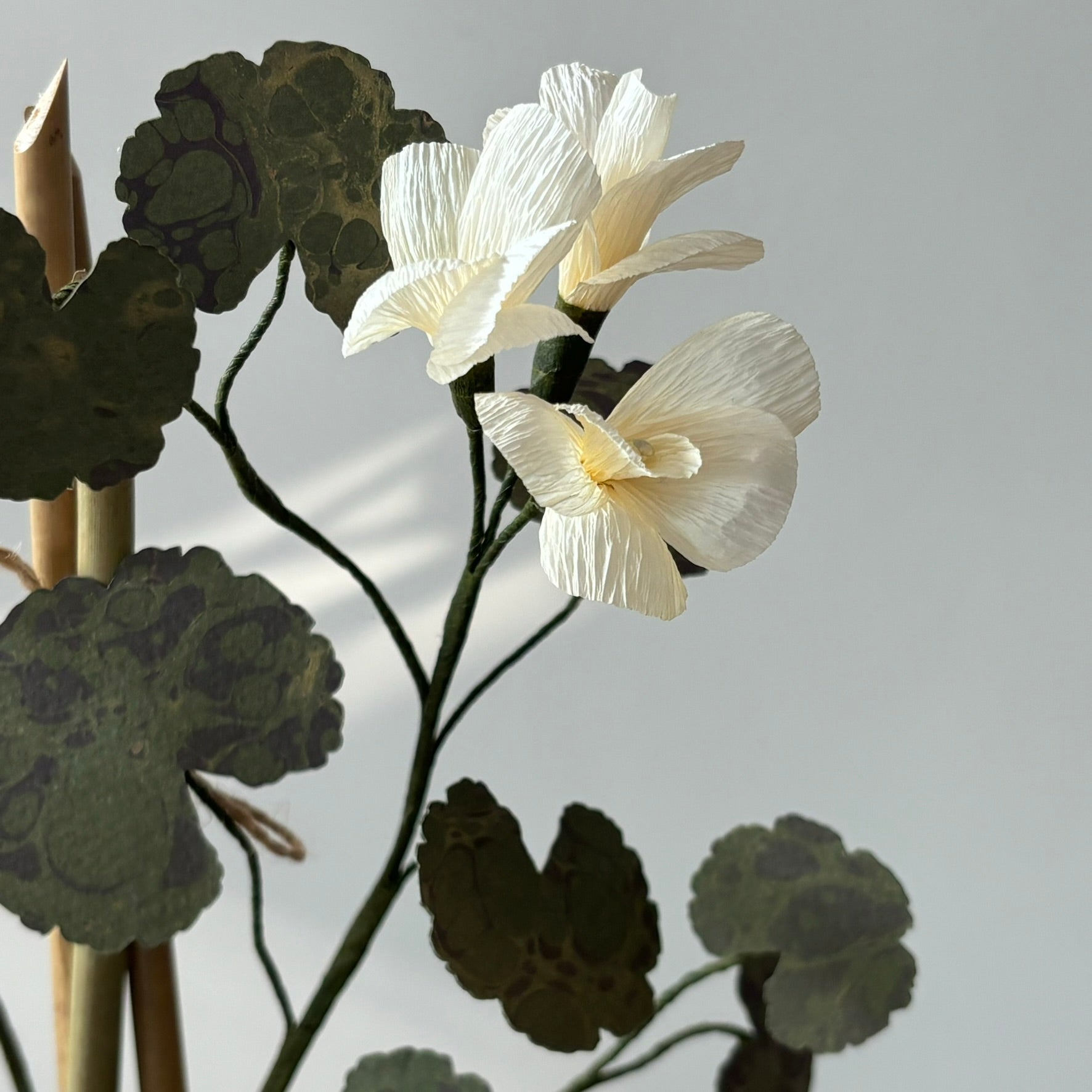 Paper Geranium