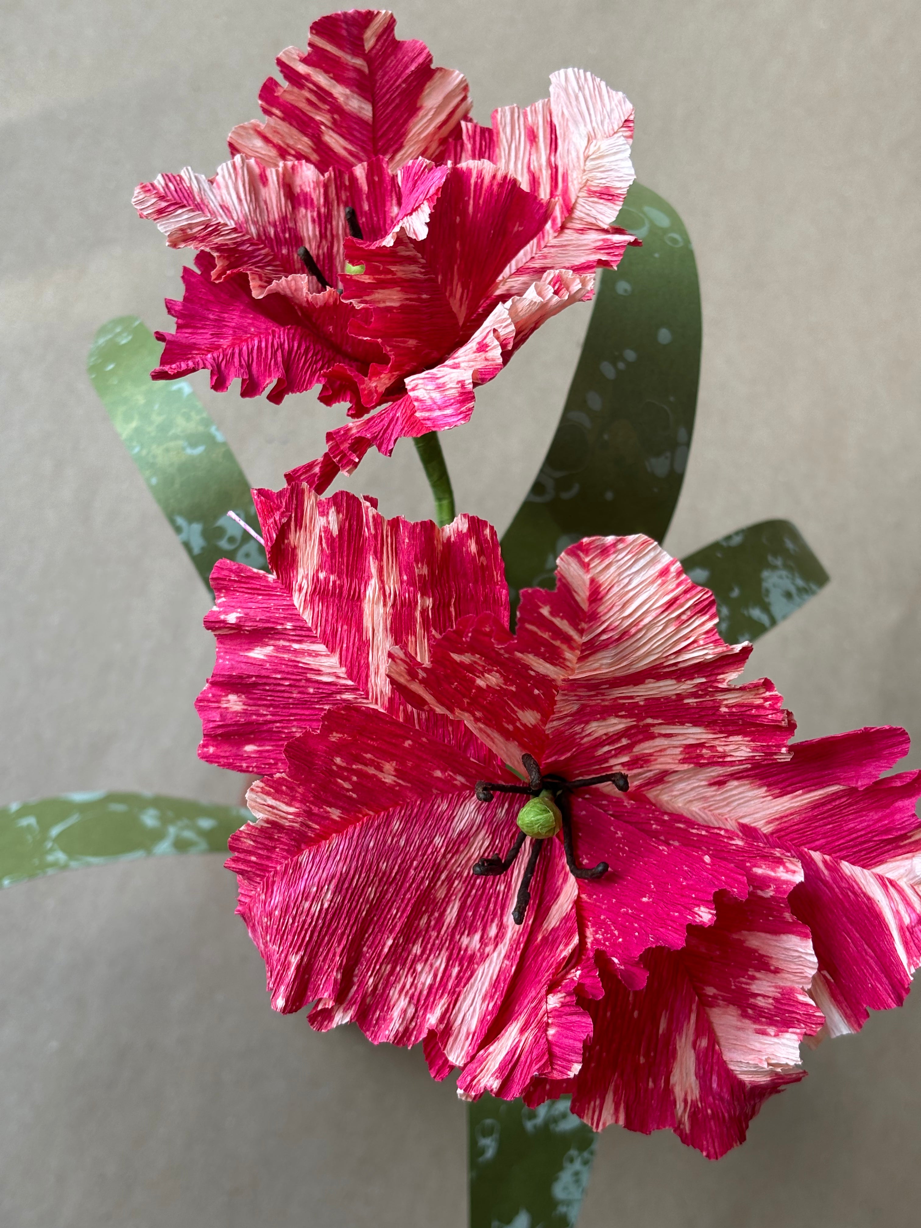 Parrot Tulip