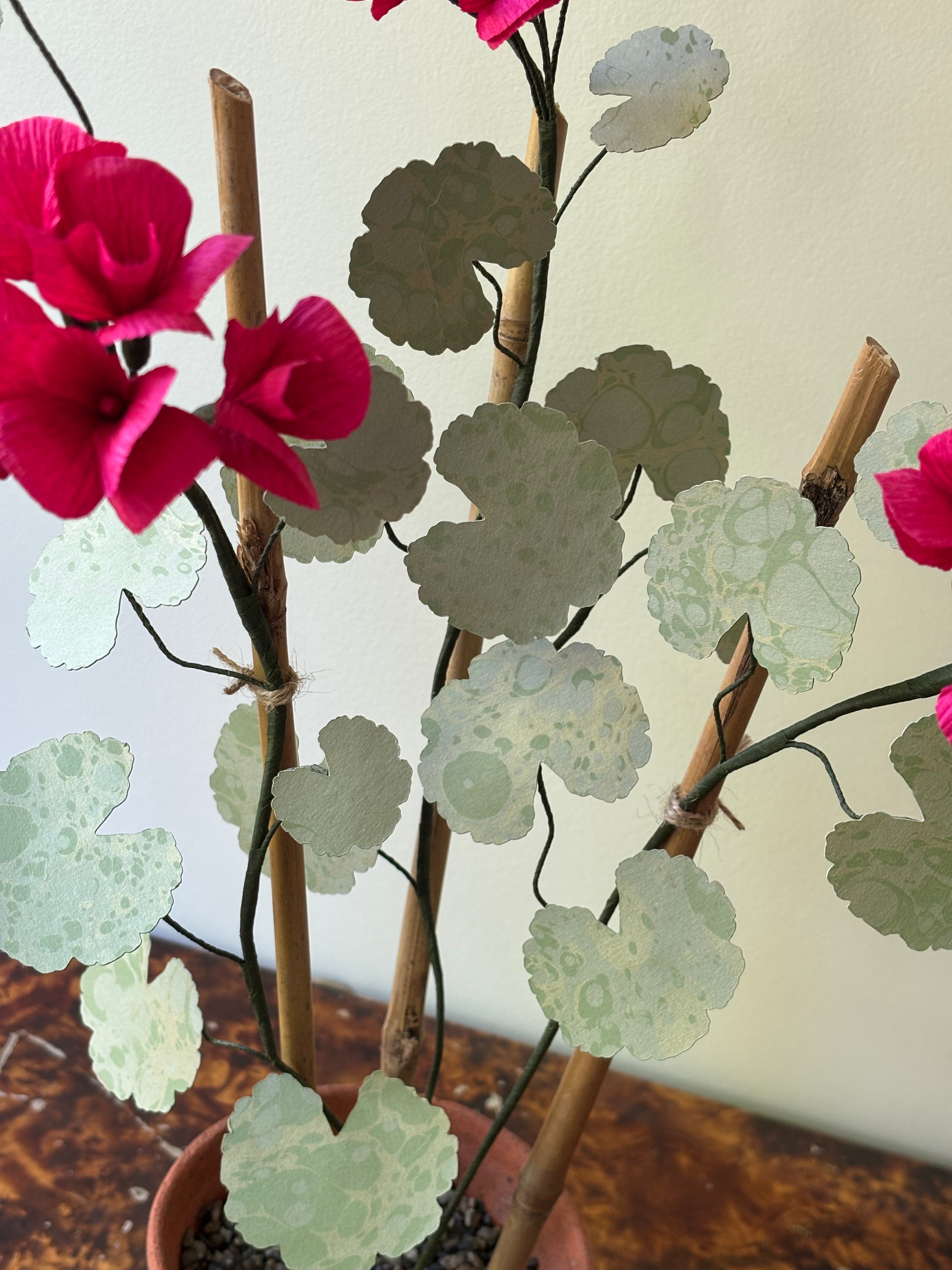 Paper Geranium