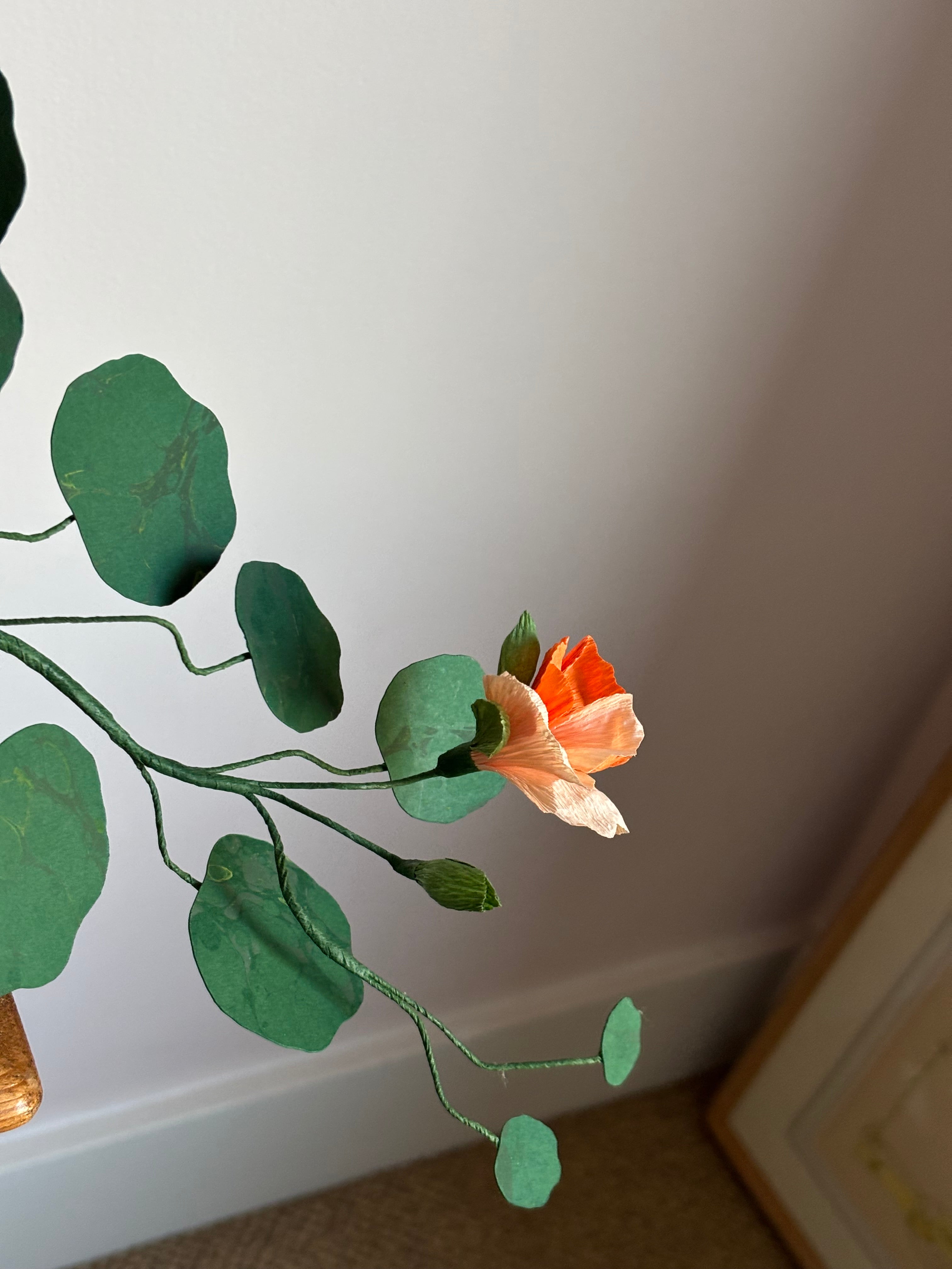 Nasturtium, trailing