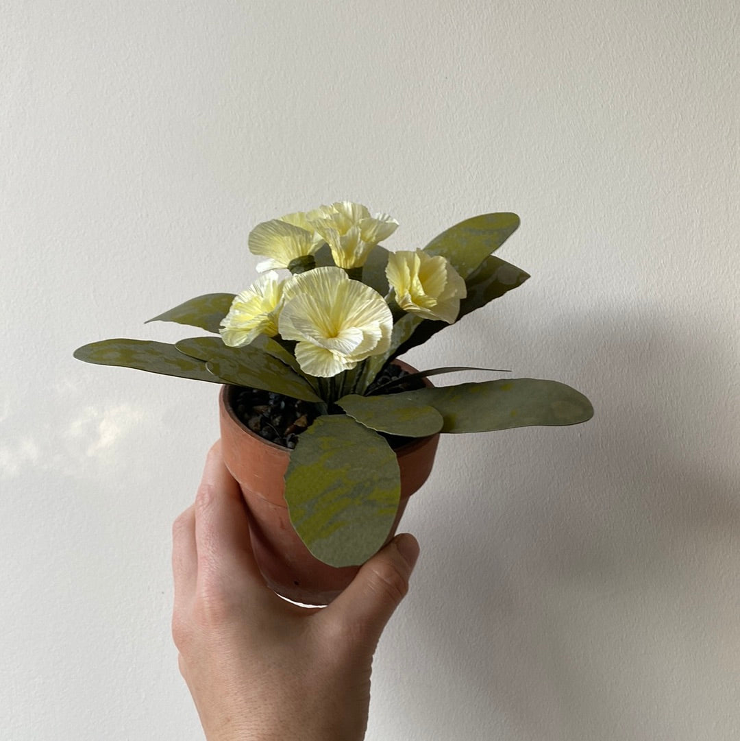 Paper primrose