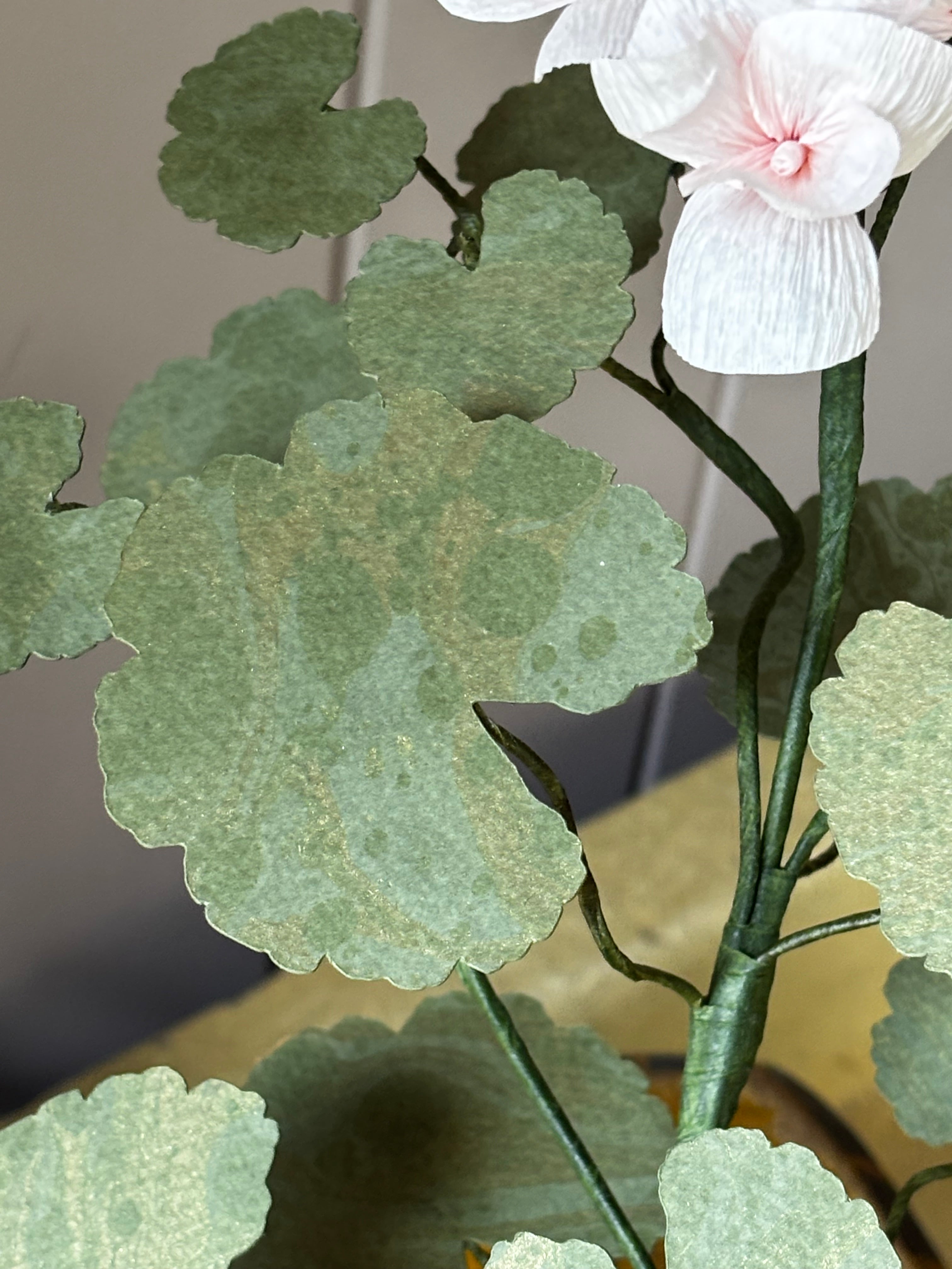 Paper geranium