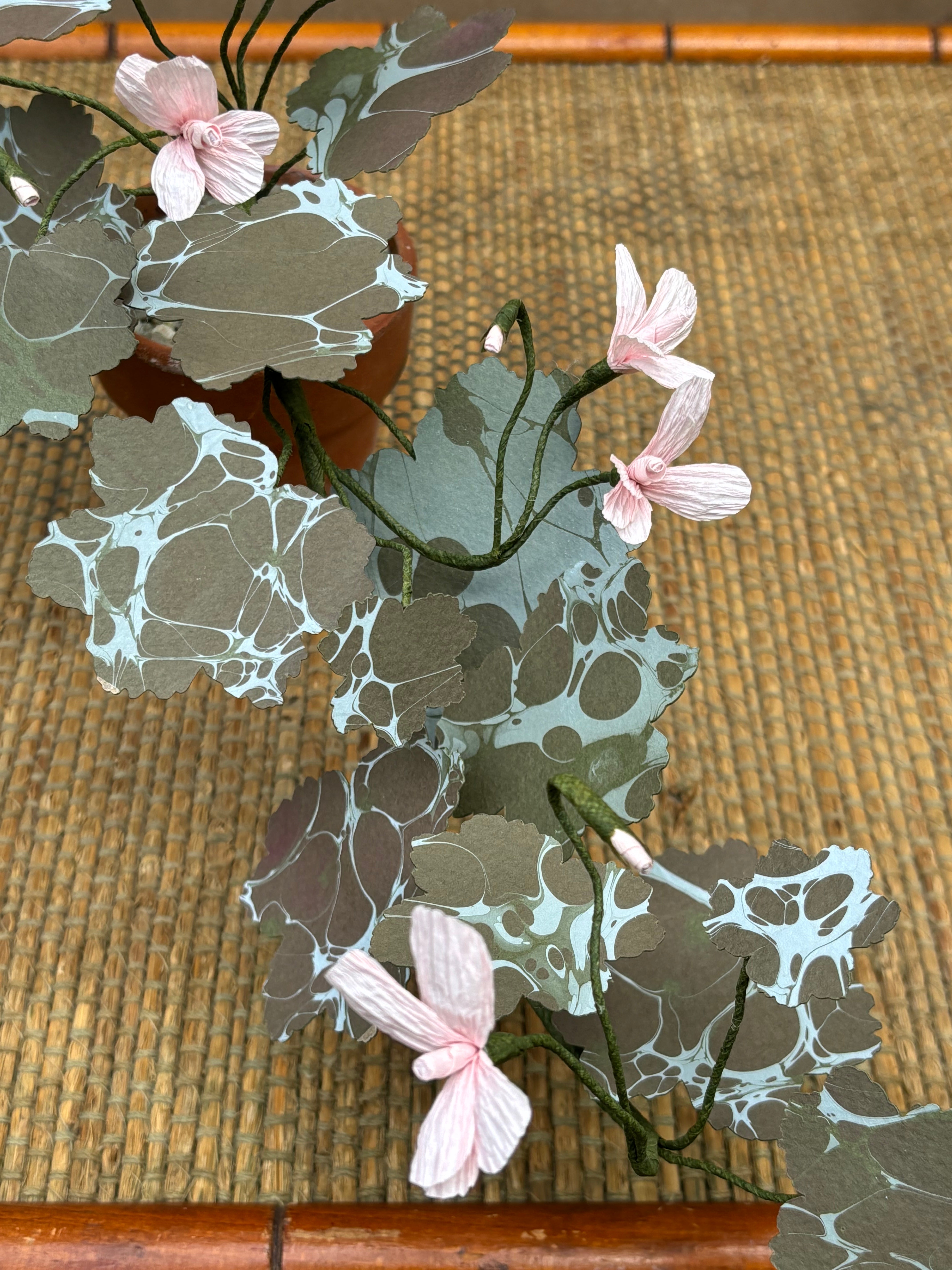Paper Geranium, trailing