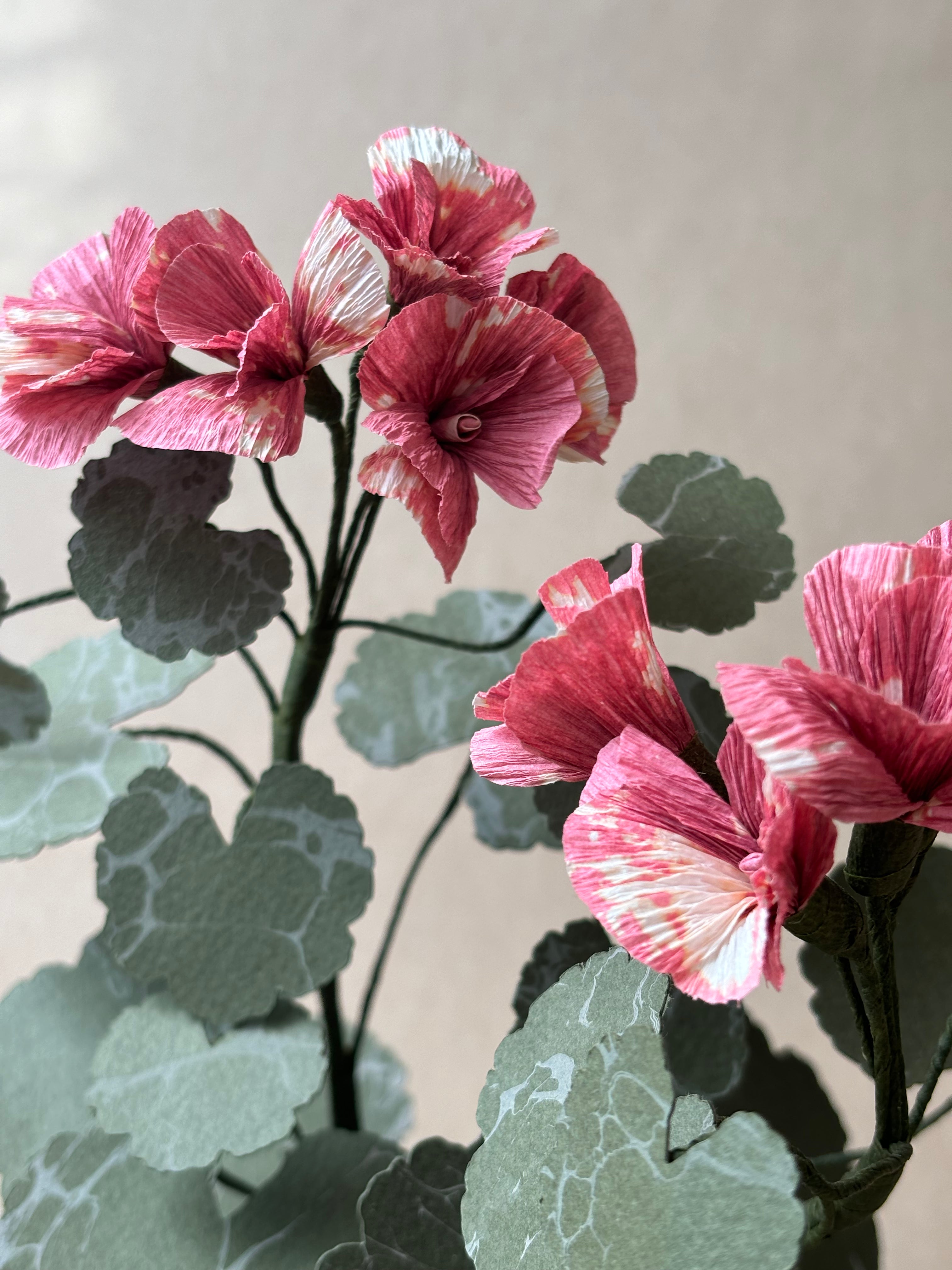 Geranium