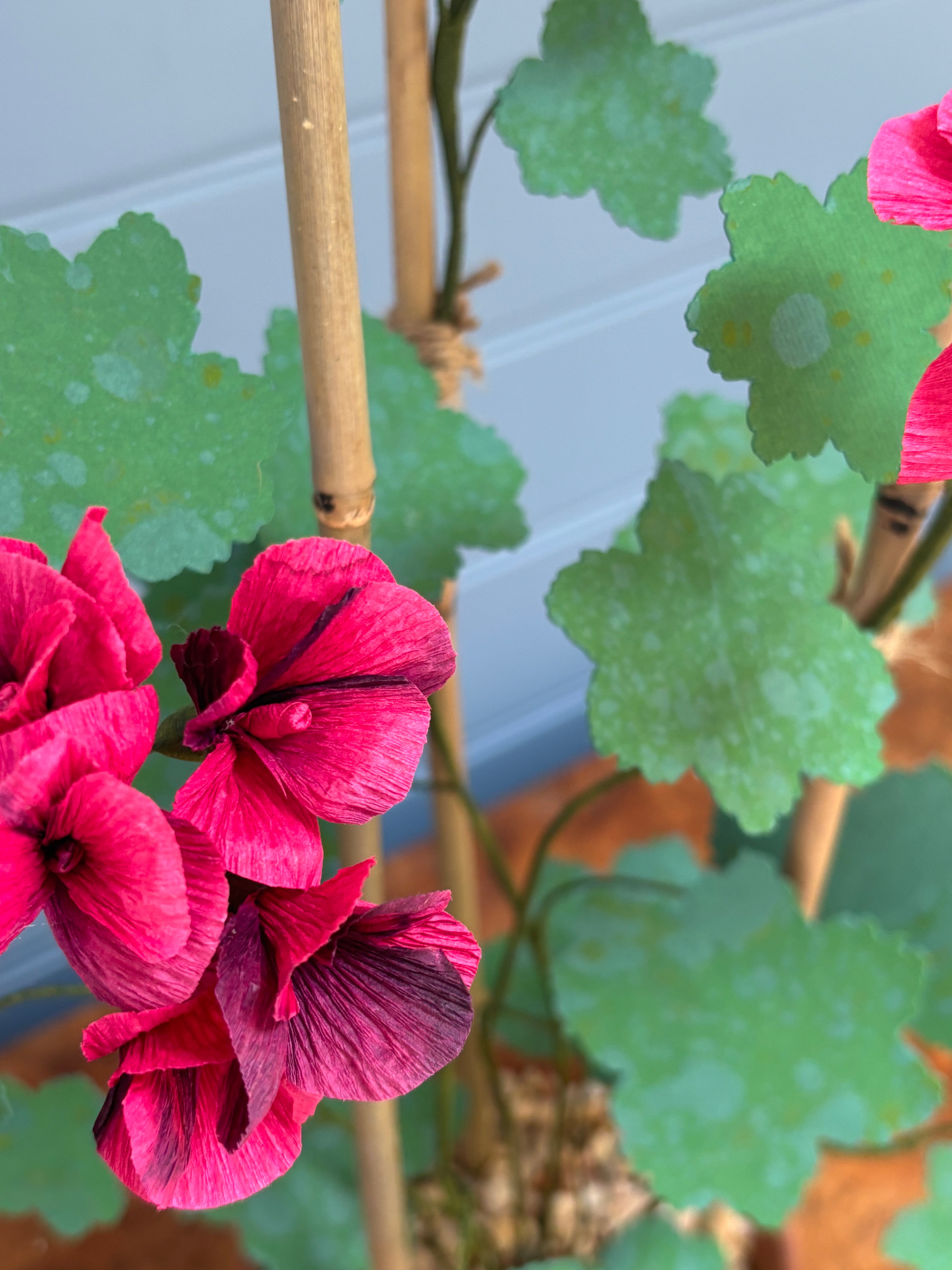 Geranium