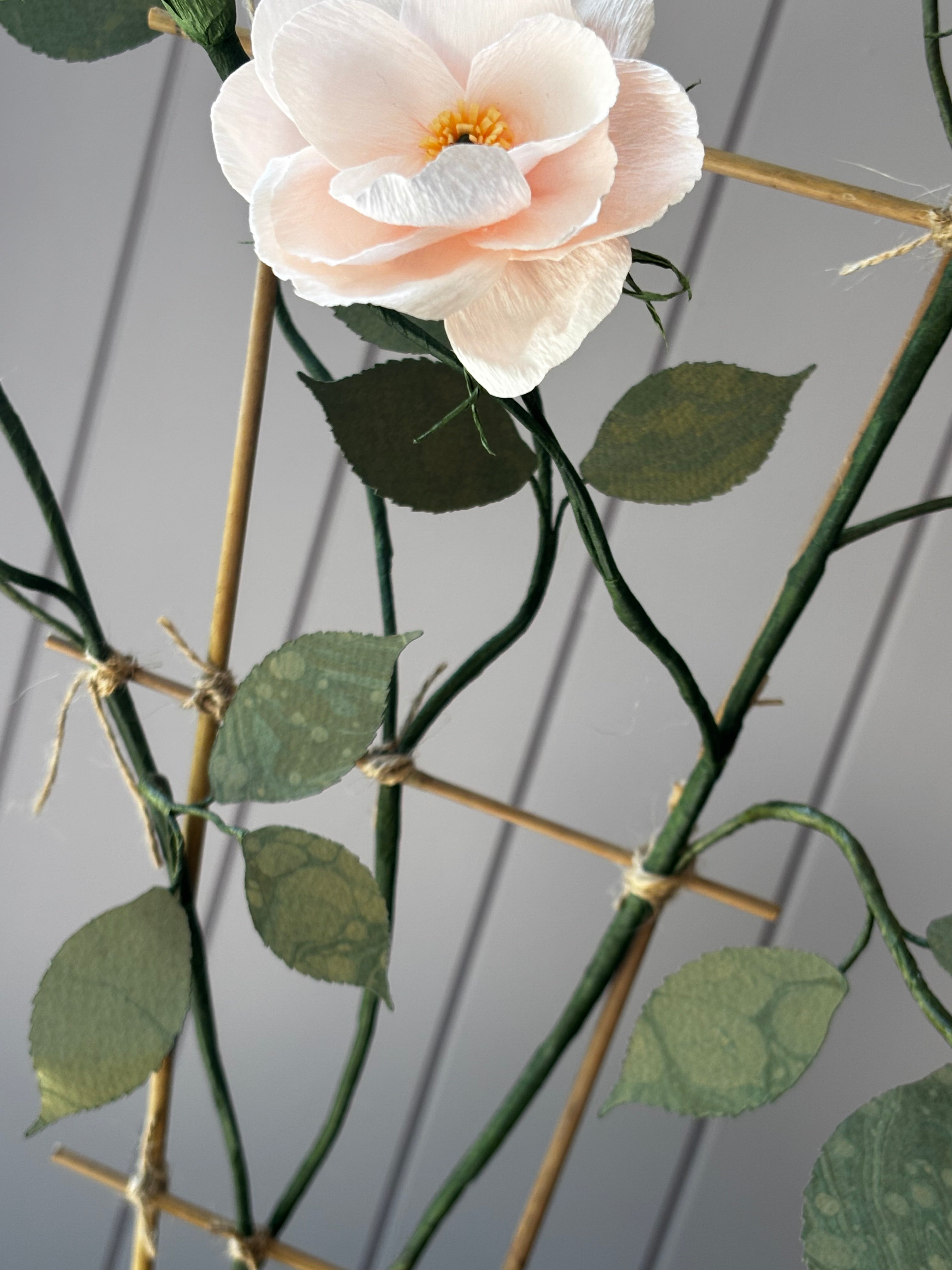 Climbing Rose