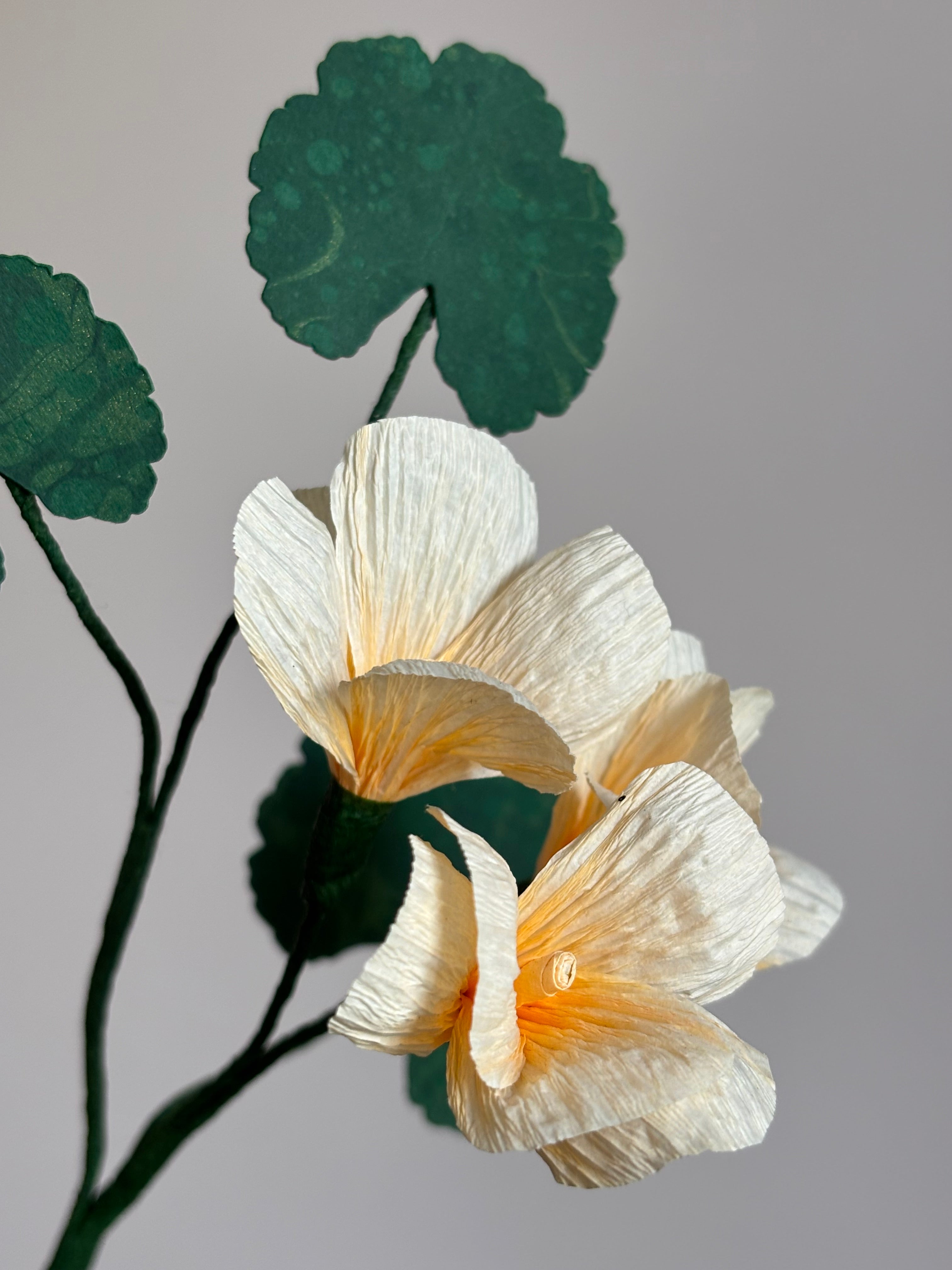 Paper Geranium