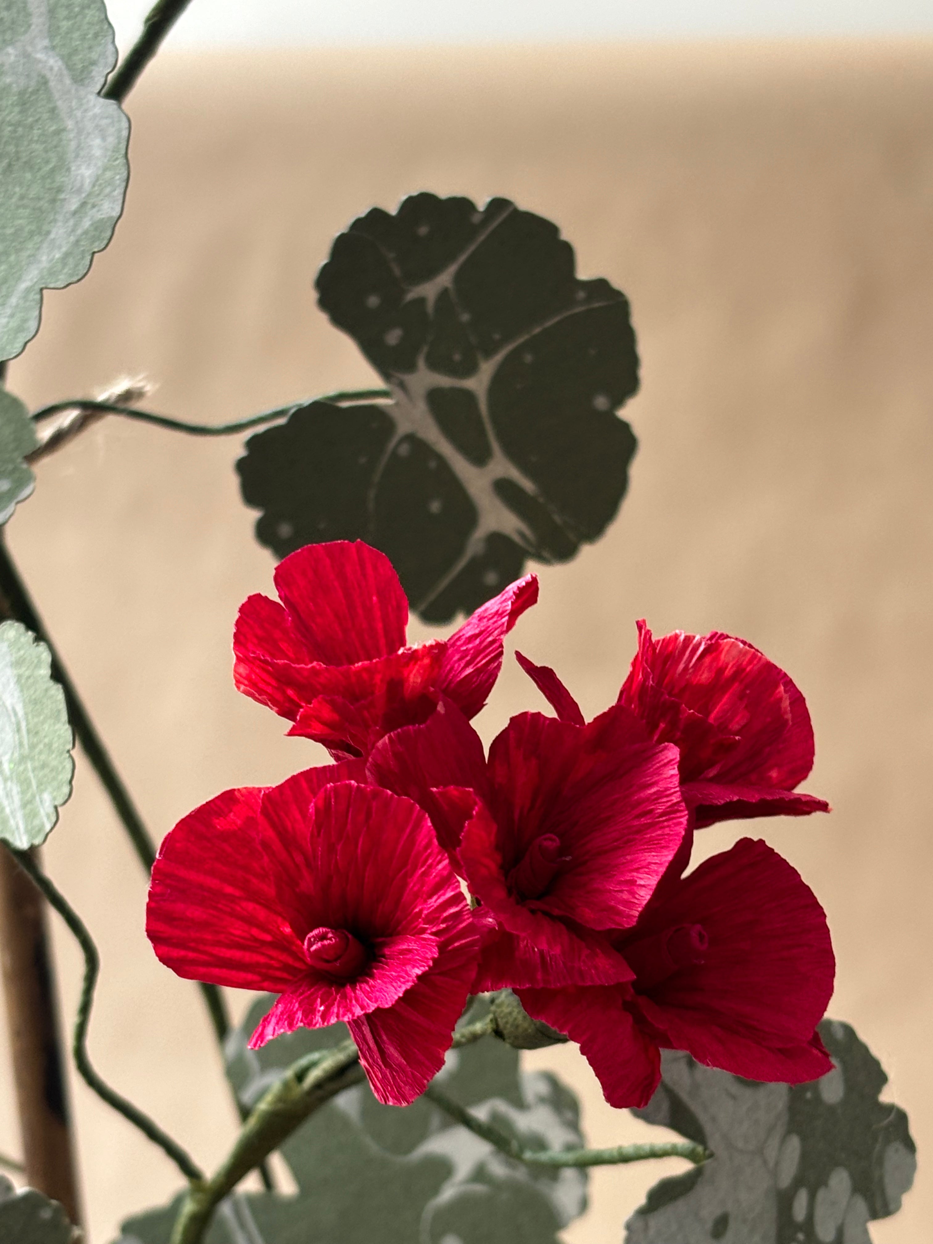 Geranium *COLLECTION or SPECIALIST COURIER ONLY*
