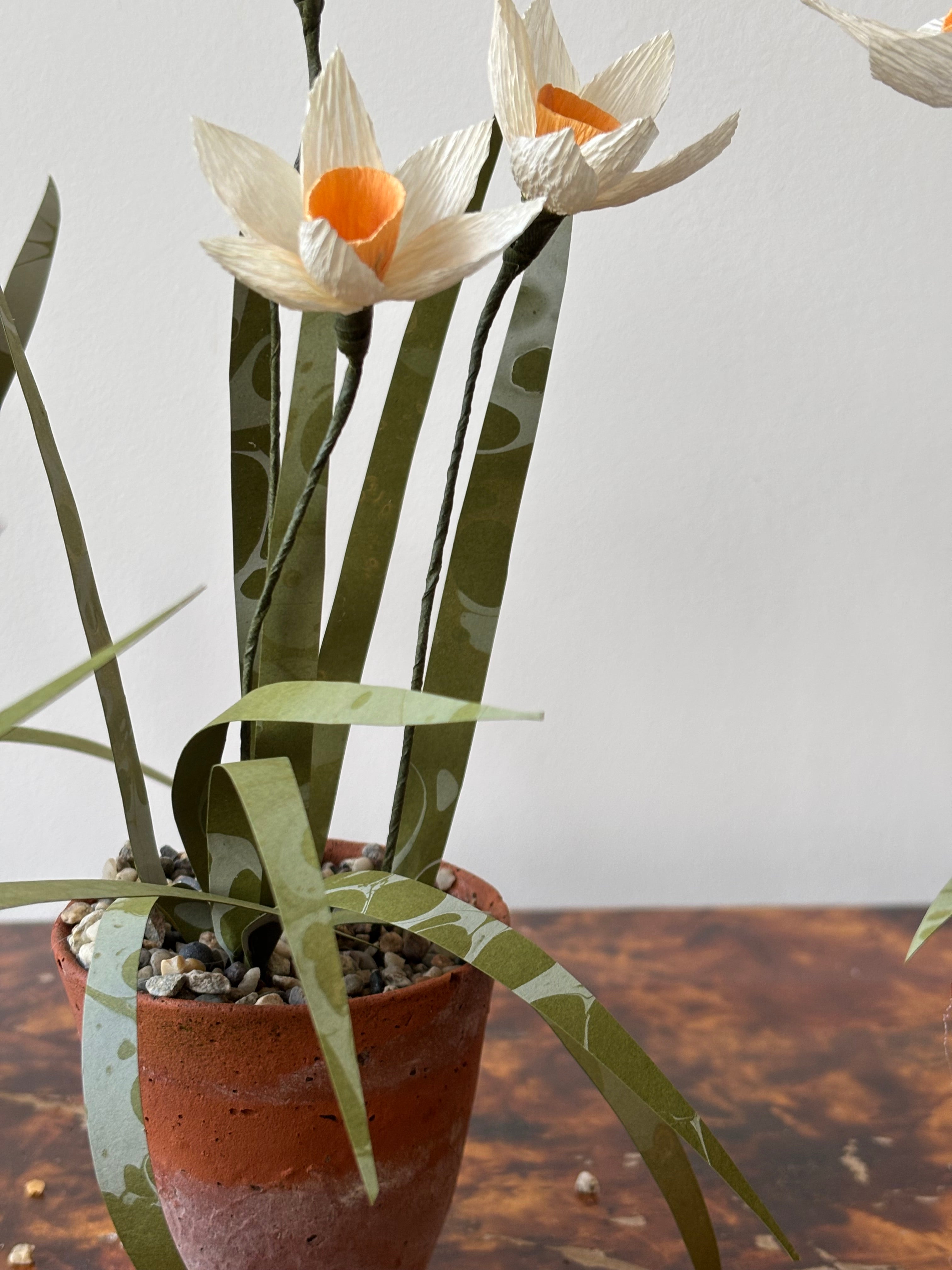 Paper Narcissus