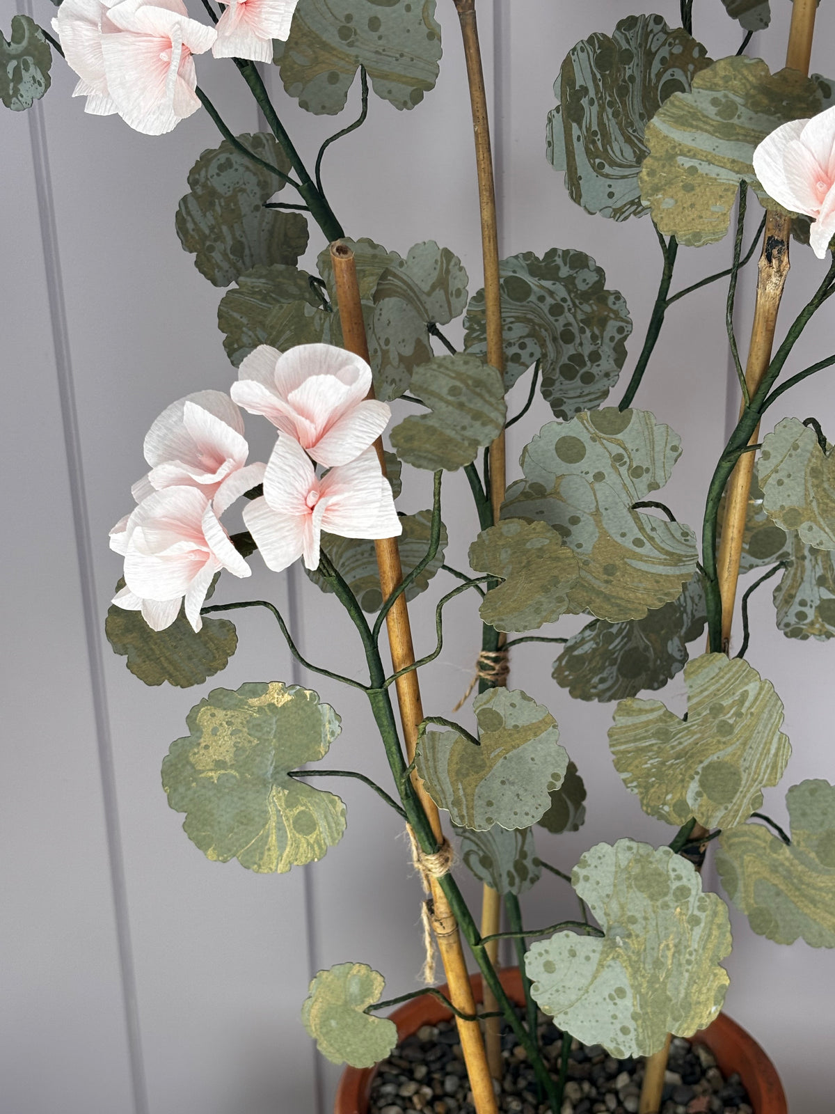 Paper geranium