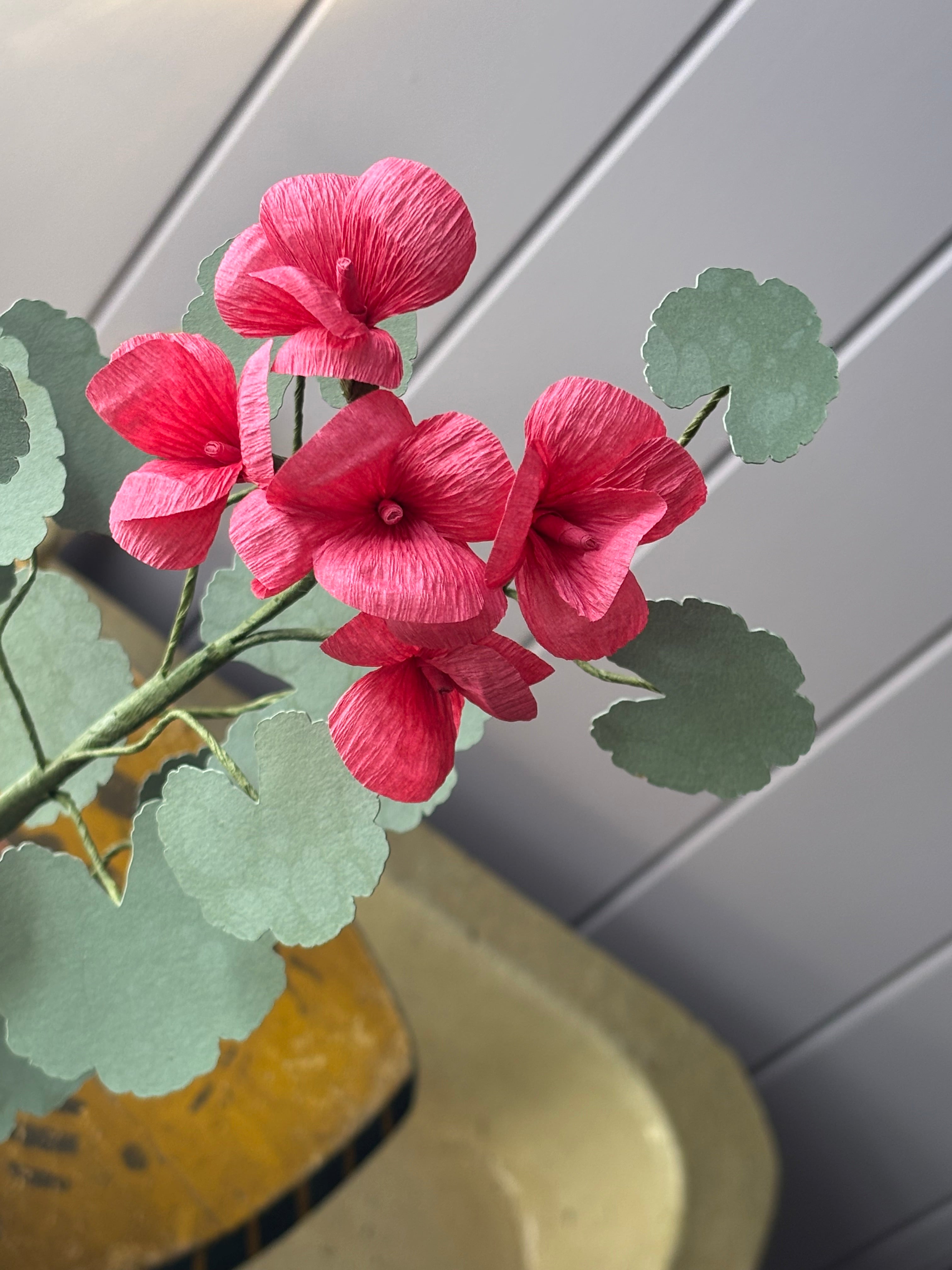 Paper geranium