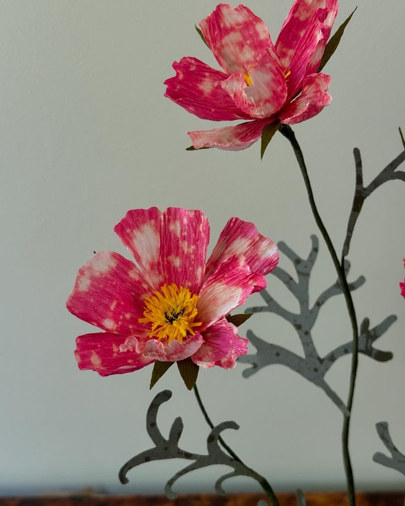 Cosmos