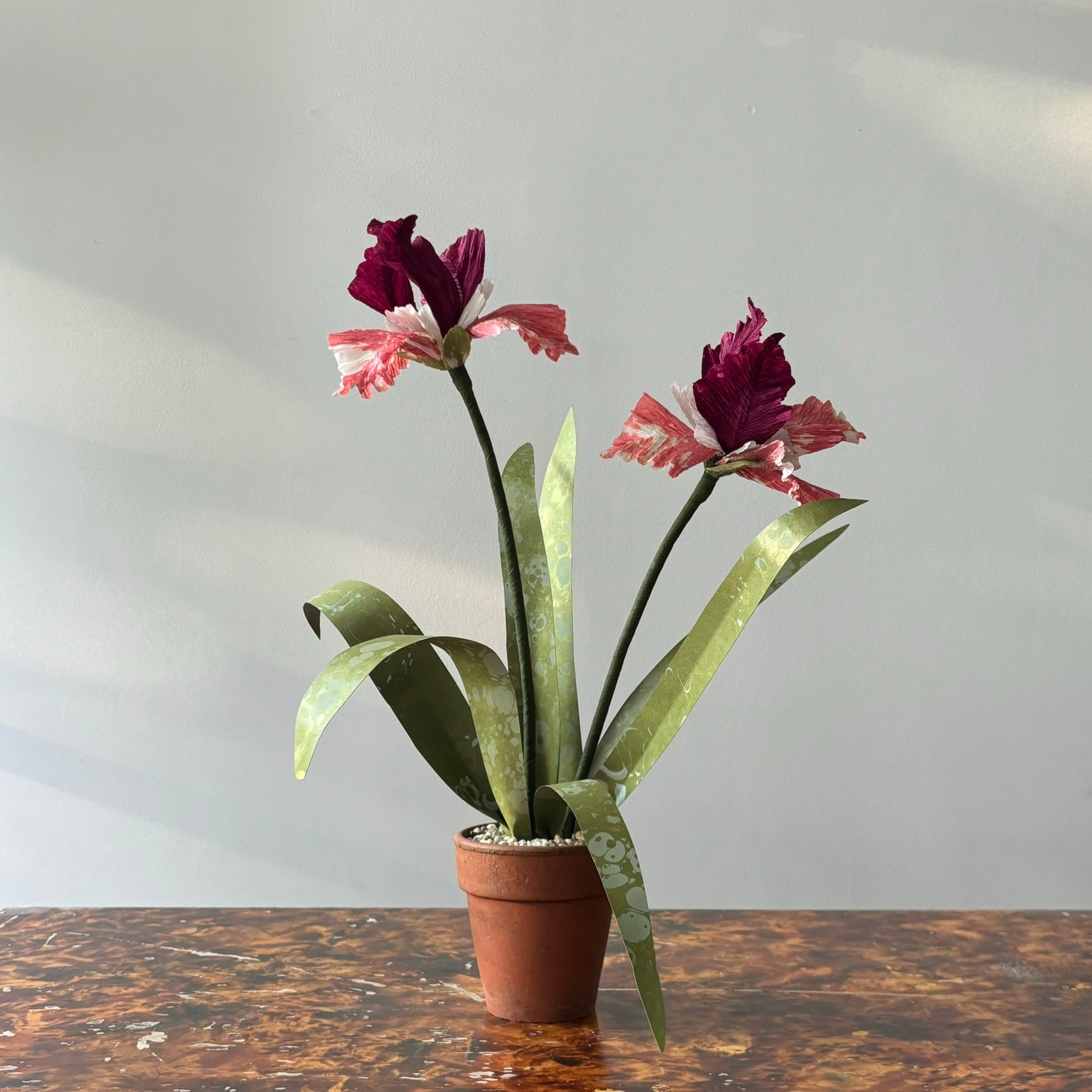Paper Iris