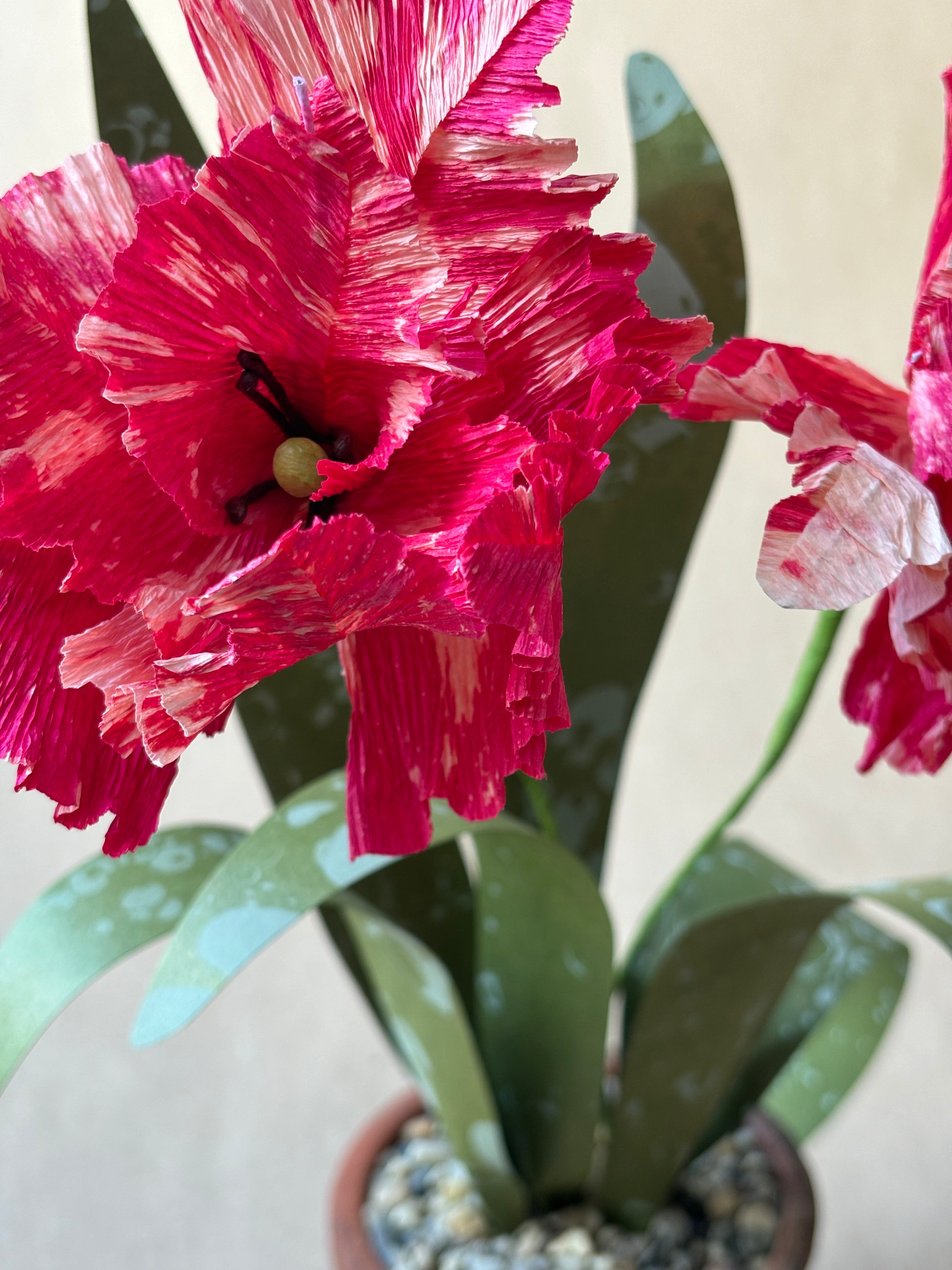 Parrot Tulip