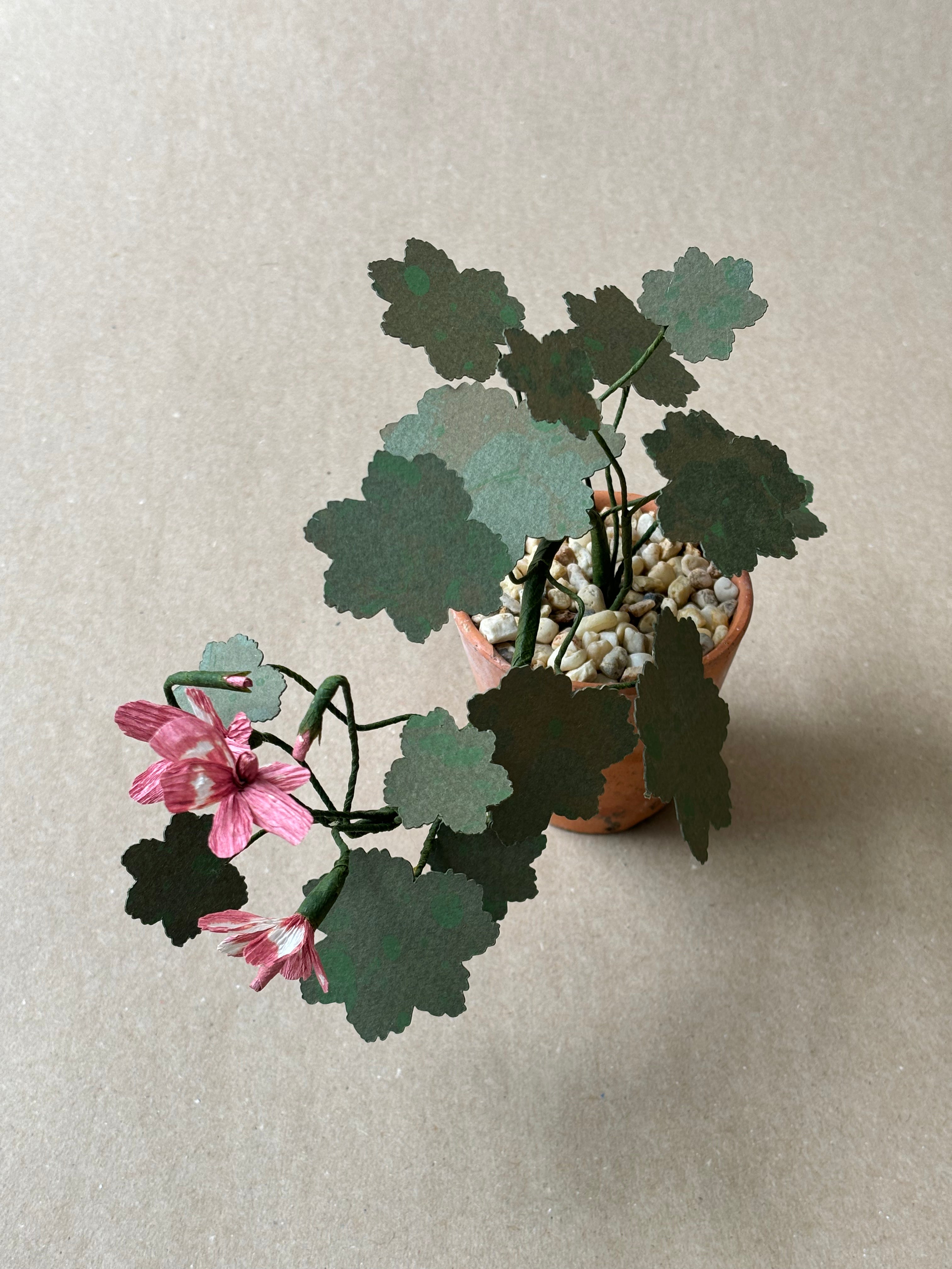 Geranium, Tiny trailing