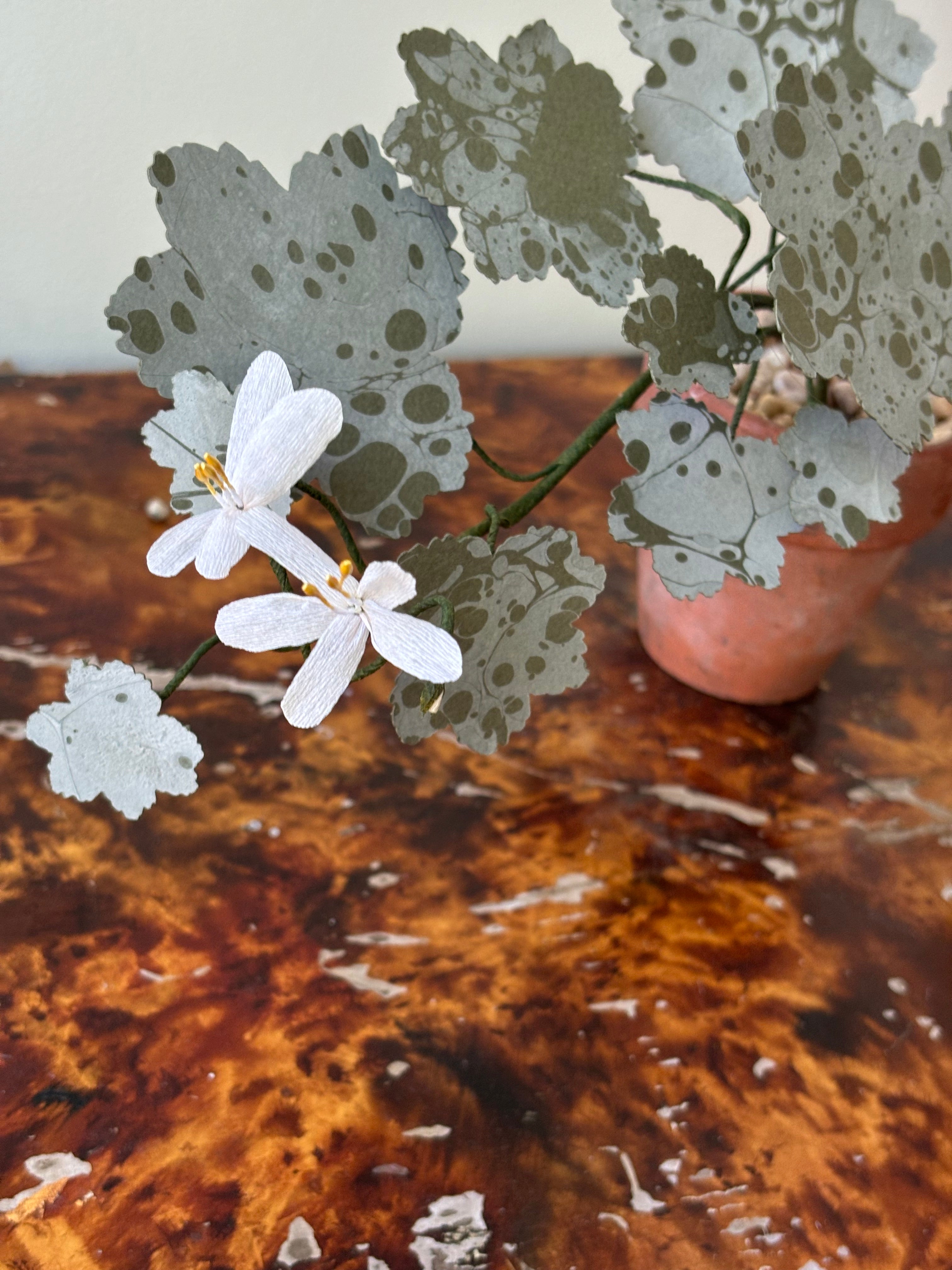 Geranium, trailing