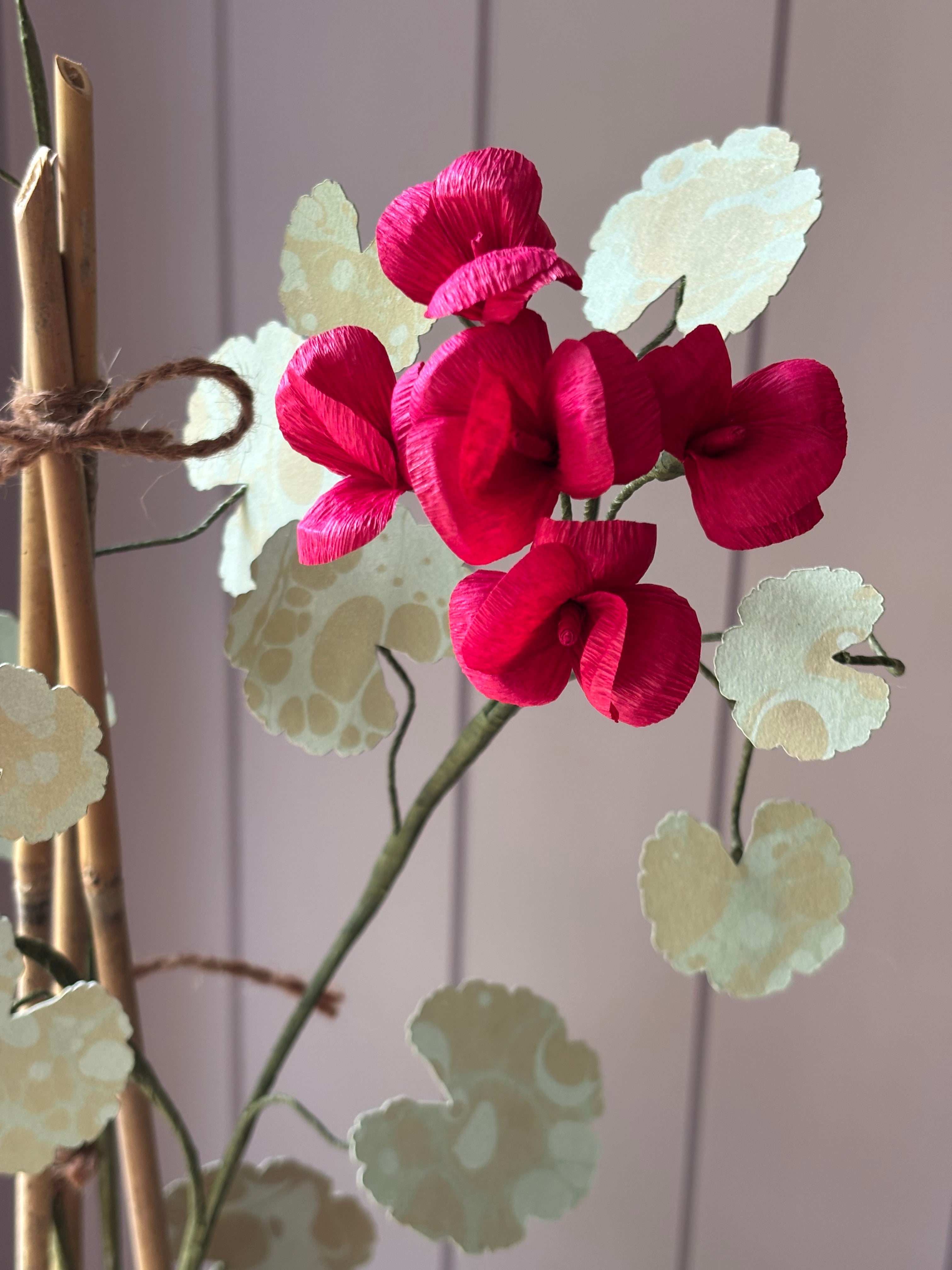 Paper geranium