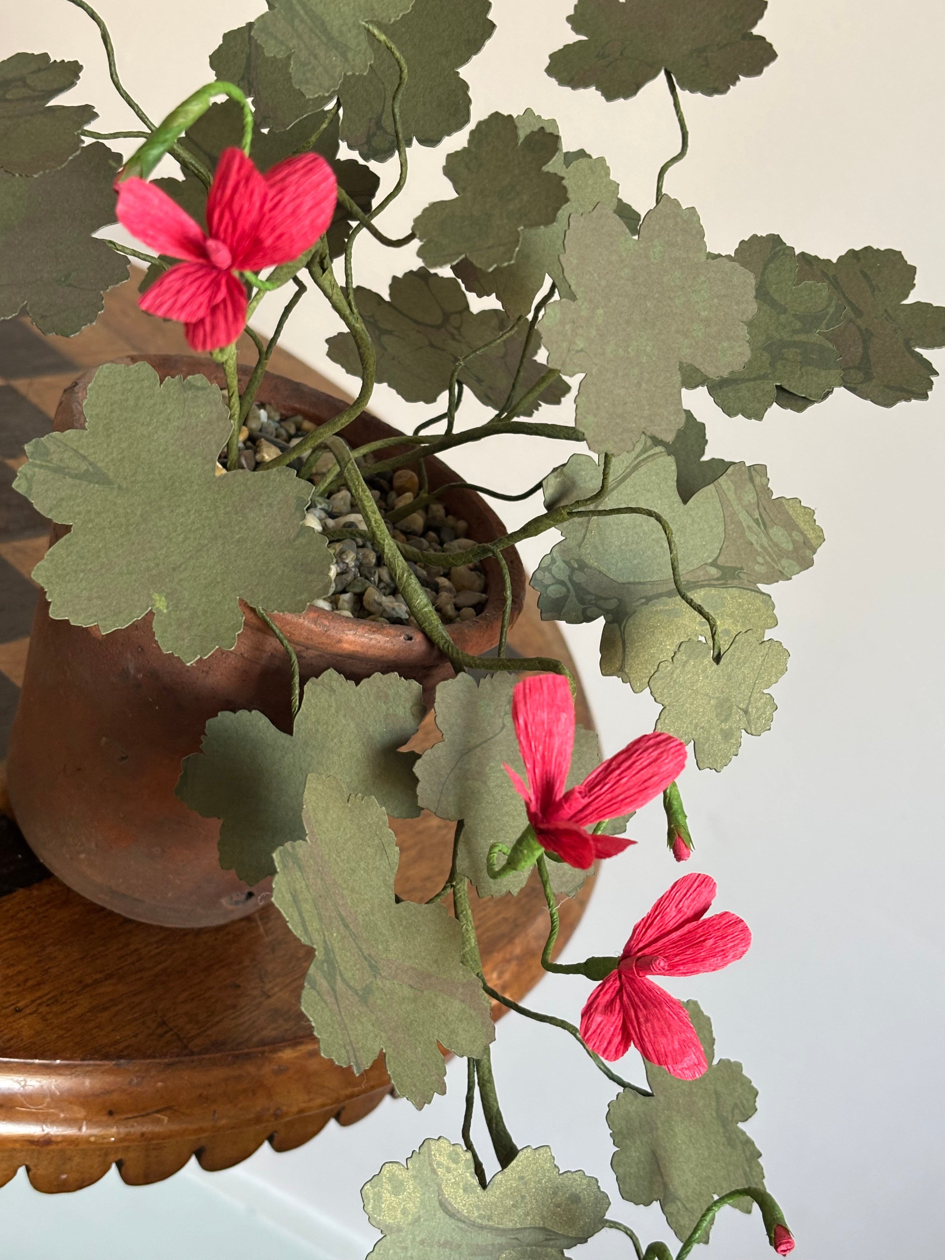 Paper Geranium, trailing