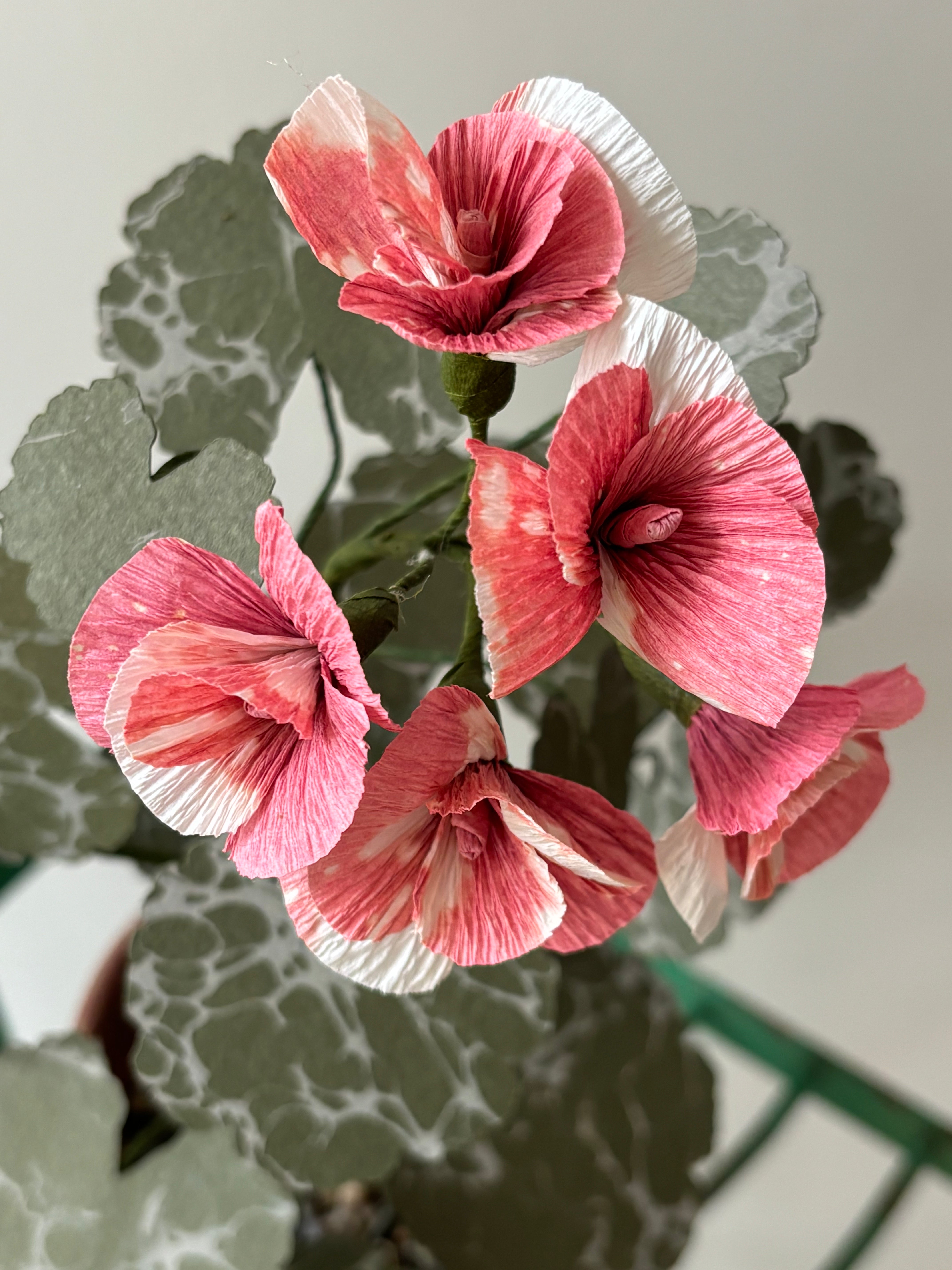 Geranium