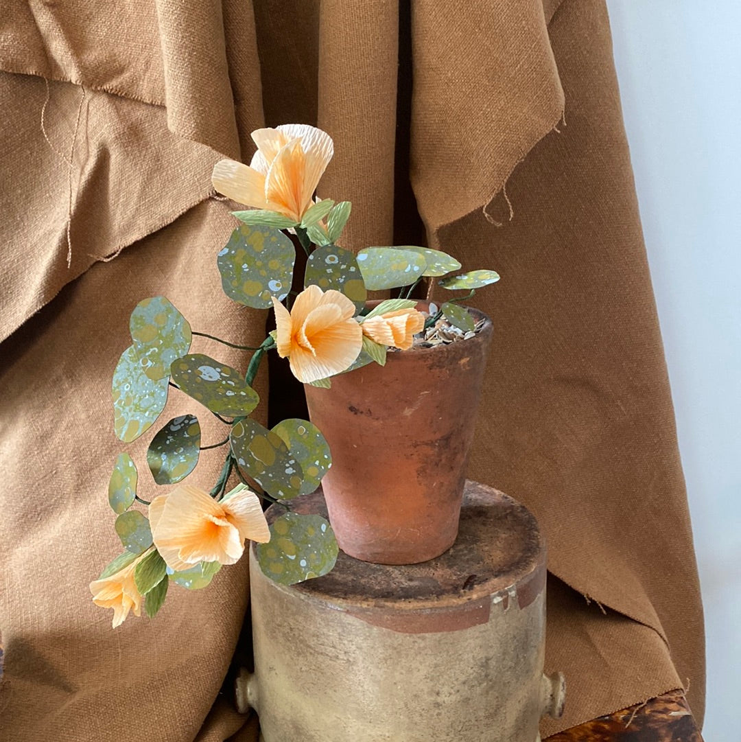 Paper Nasturtium