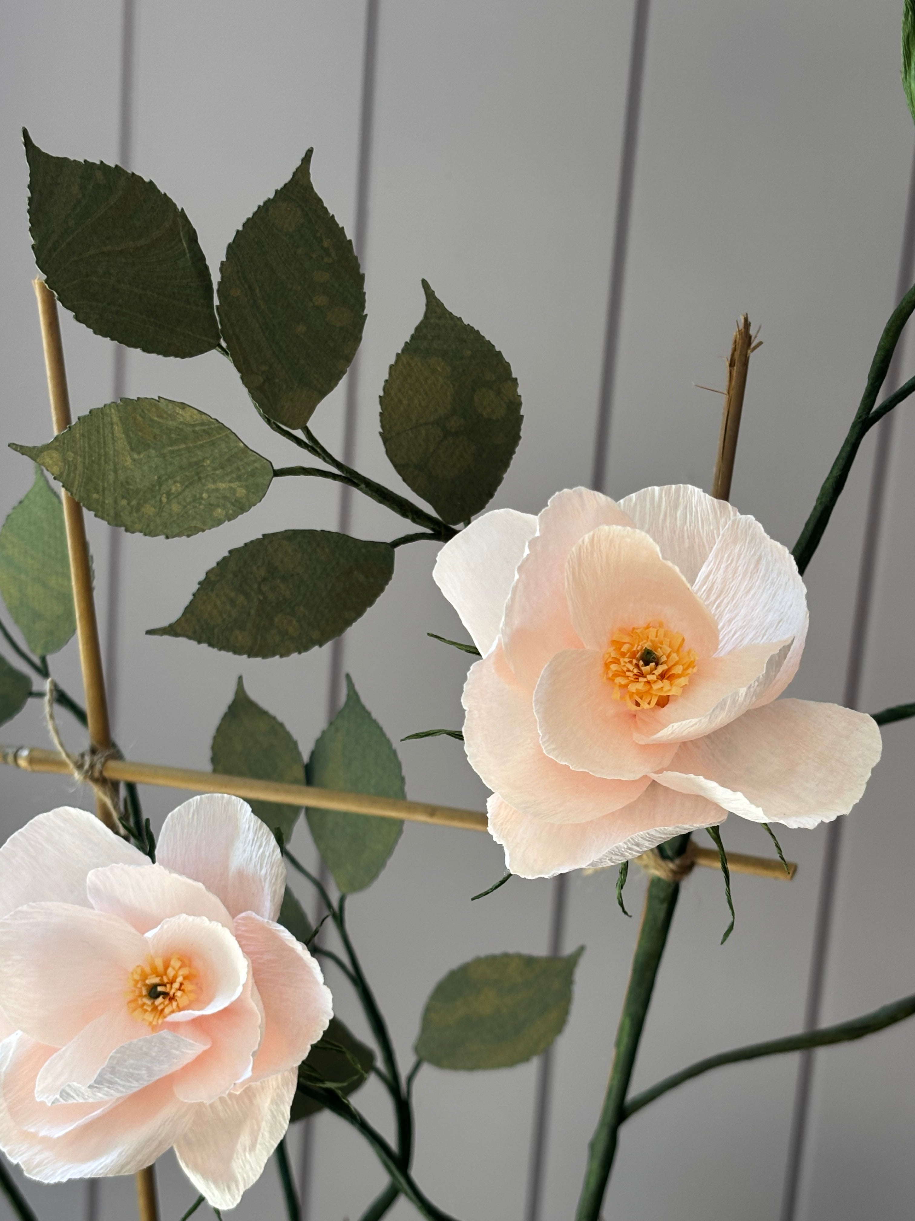 Climbing Rose